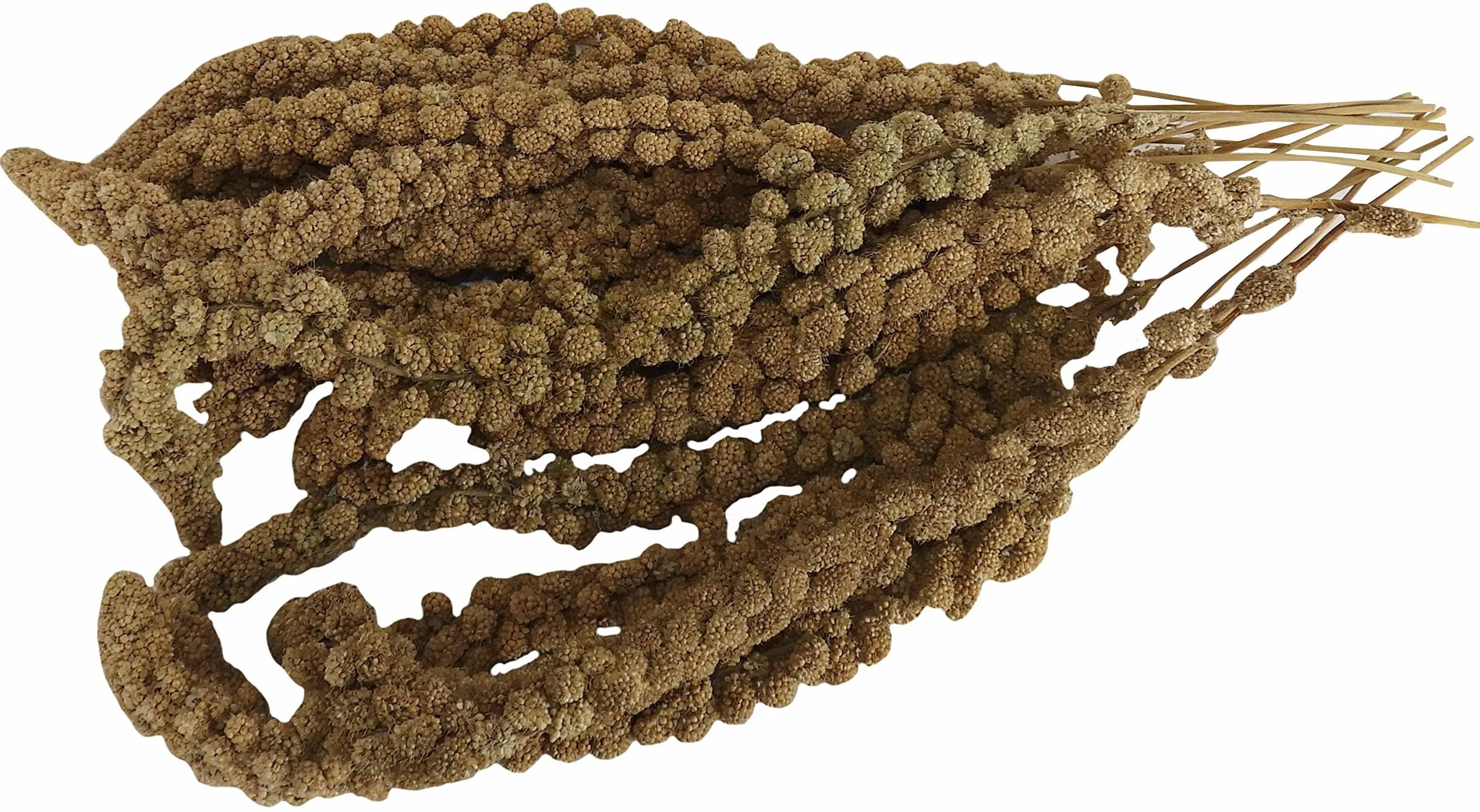 Aimé | Mijo en Rama Pajaros 250g | Mijo en Racimos y Semillas para Pajaros Domésticos 100% Natural | Golosinas para Pájaros Evita Aburrimiento y la Ansiedad | Producción Francesa | Comida Pajaros