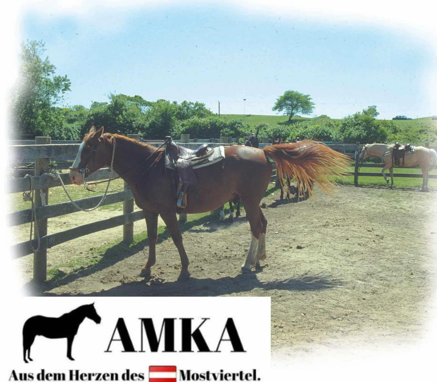 Reitsport Amesbichler AMKA Westernpad rojo Pony sillín Navajo manta 66 x 66 cm oeste silla de montar para poni Saddle Blanket