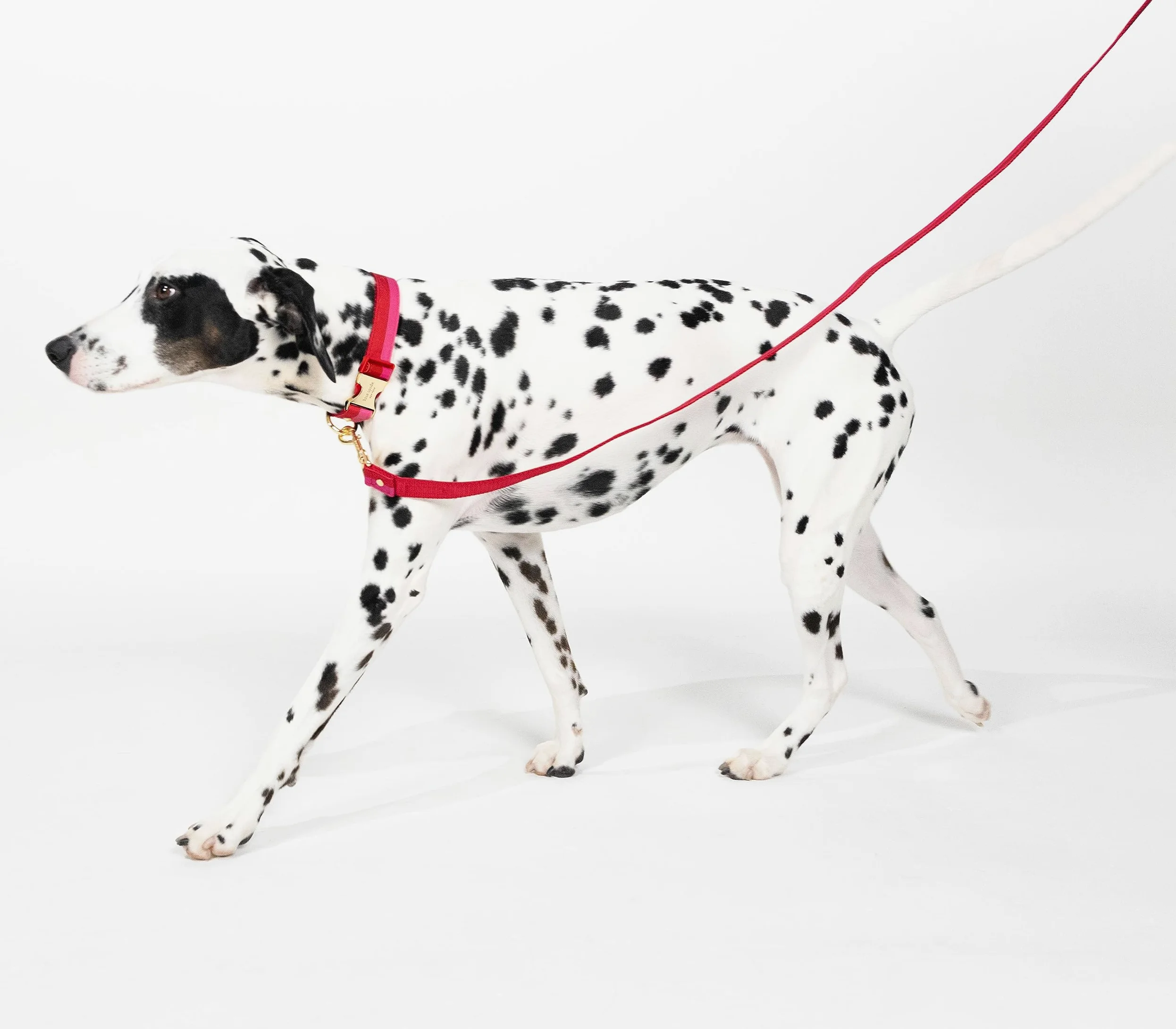 Kate Spade New York Correa de perro de 6 pies, correa resistente para perros hembras o machos, bonita correa para mascotas con herrajes de metal dorado, correa larga para perros para razas medianas y