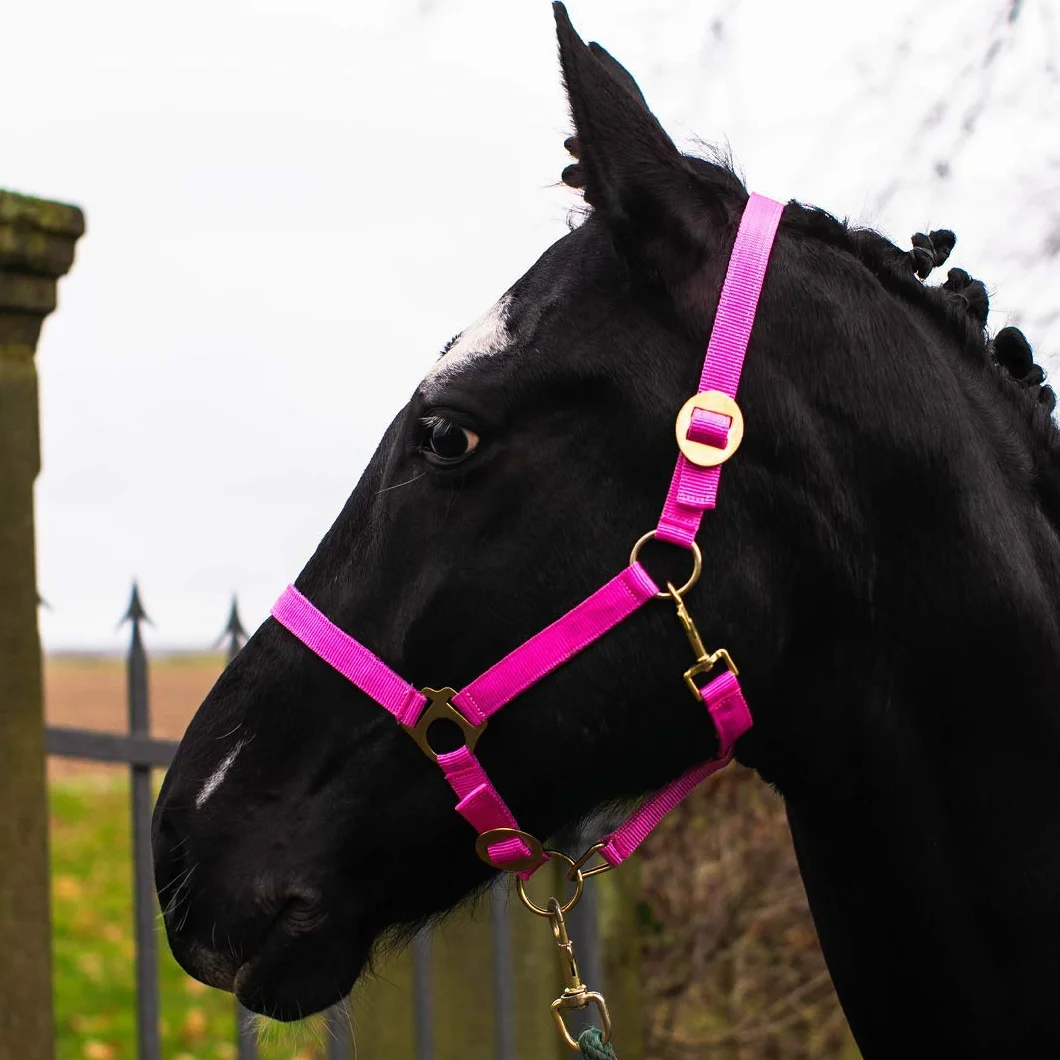 Pferdelinis Cabestro para potro Mini Shetty Cabestro para caballo de madera – Cabestro de potro 2 posiciones ajustable en mentón y cuello (rosa, potro)