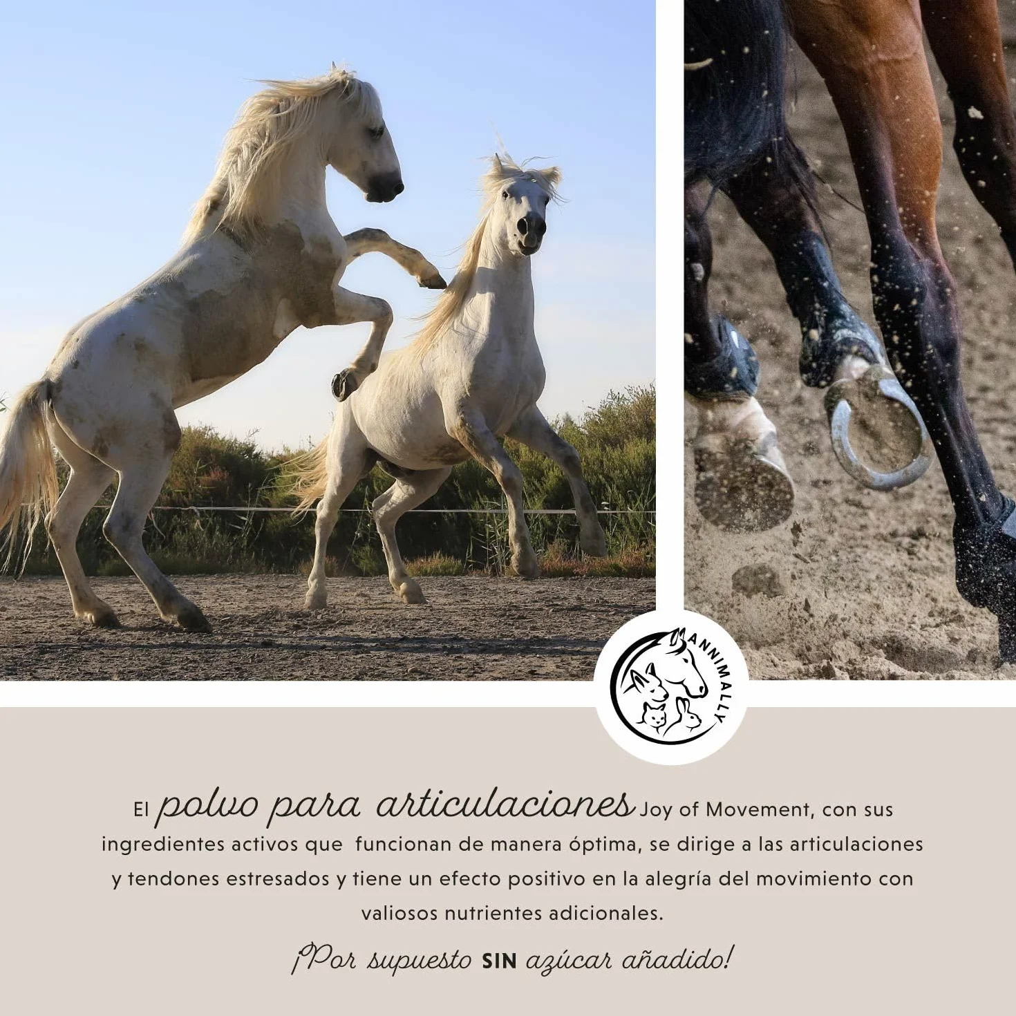 Annimally Polvo para articulaciones de Caballos 850g con Garra del Diablo, MSM Caballos (azufre), glucosamina Caballo, Acido hialurónico, condroitina - Complemento alimenticio Caballos