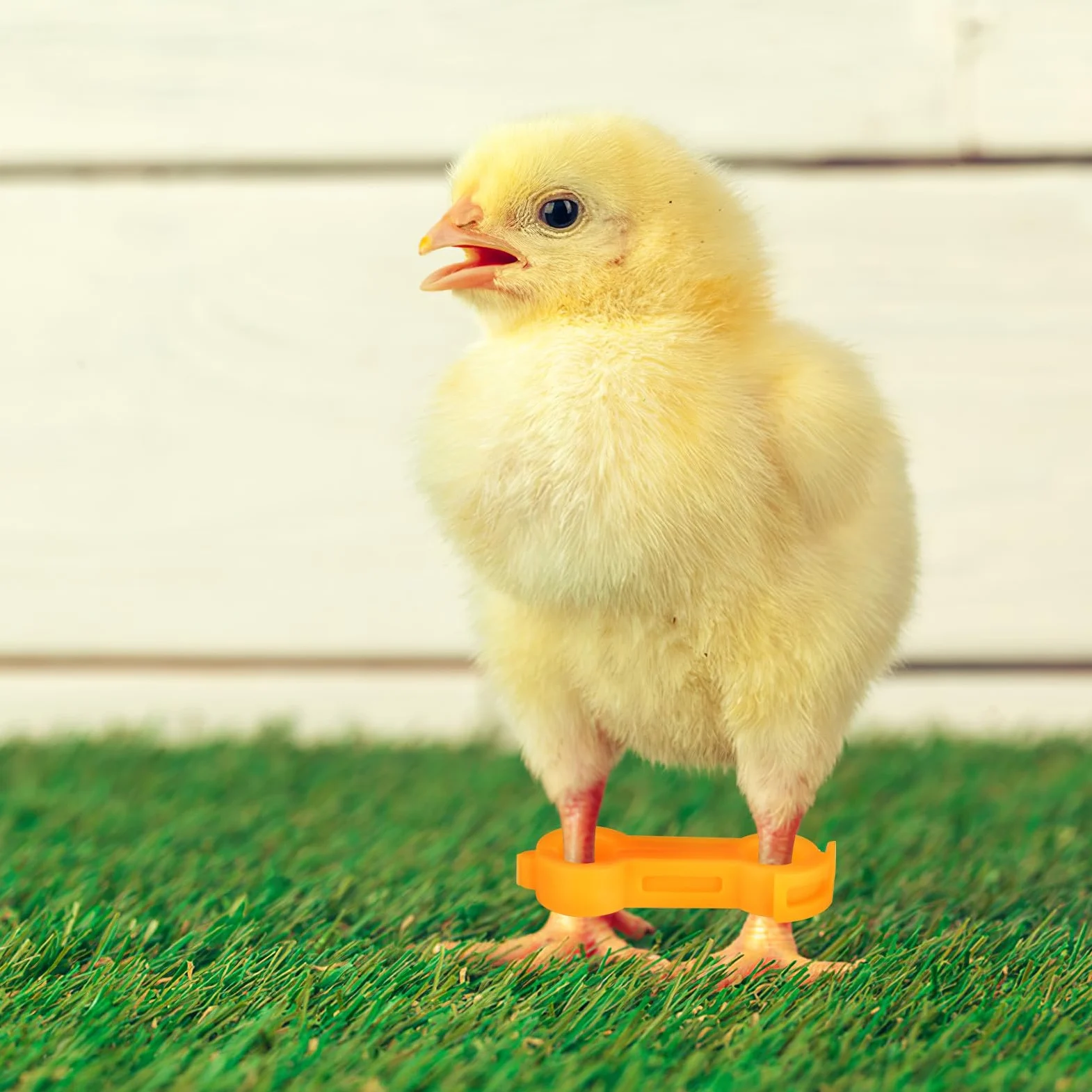 TEHAUX Bandas Correctoras para Patas de Pollitos y Aves, Anillos de PVC de Diferentes Tamaños, Sujeción Segura Crecimiento Saludable, Paquete de 12 Unidades Amarillas