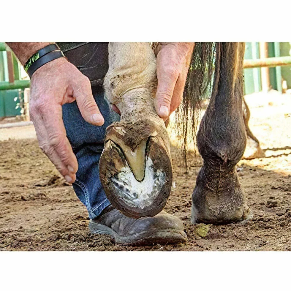 Disco para cortar pezuñas de ganado, cuchillas para cortar pezuñas, herramienta de disco para tallar madera, 6 cuchillas más afiladas, placa de disco para recortadora para caballos, vacas, cabras