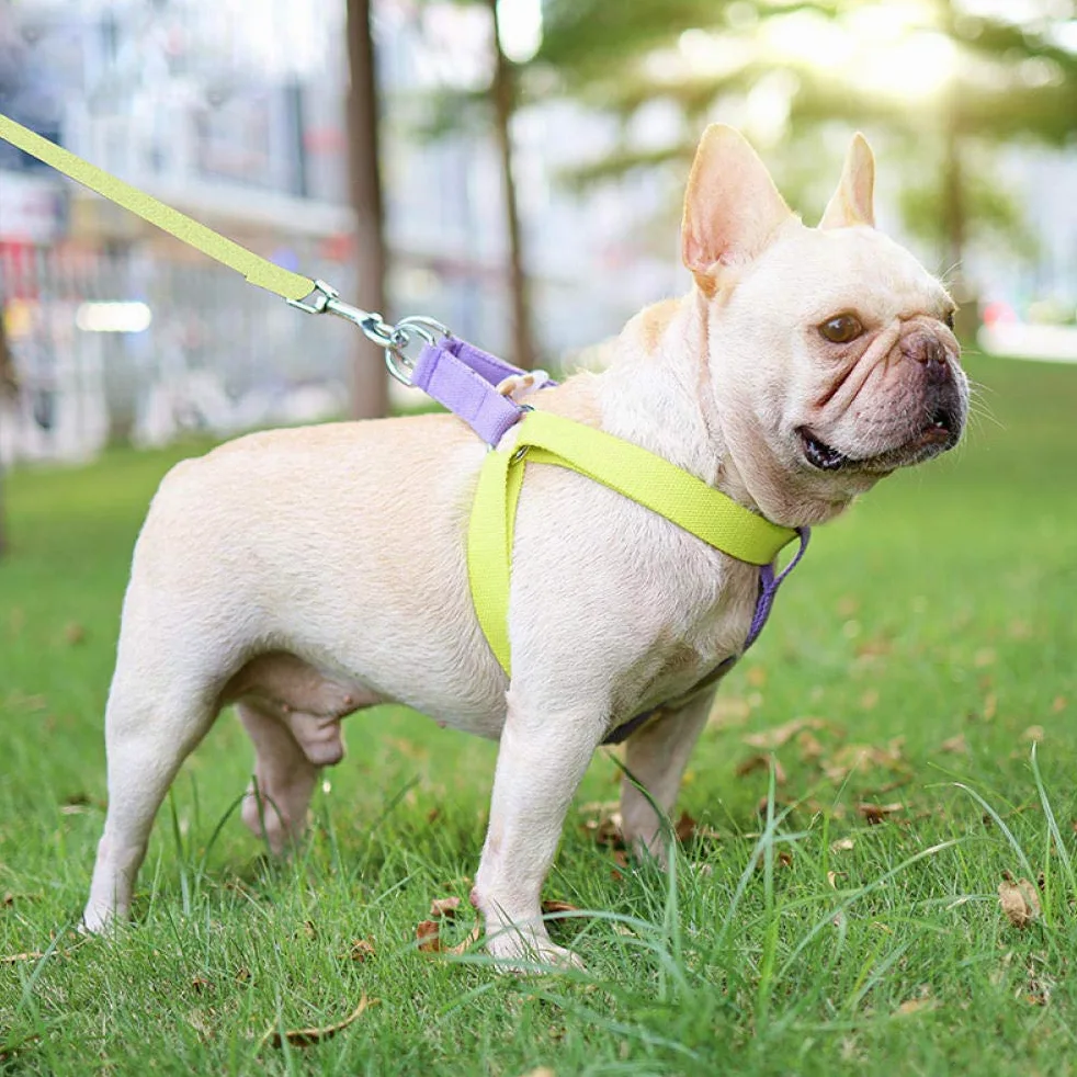 Perros con Herramientas, con arnés y Correa for Perros pequeños, de Nailon antitirones, Juego Collar GL(A,L)