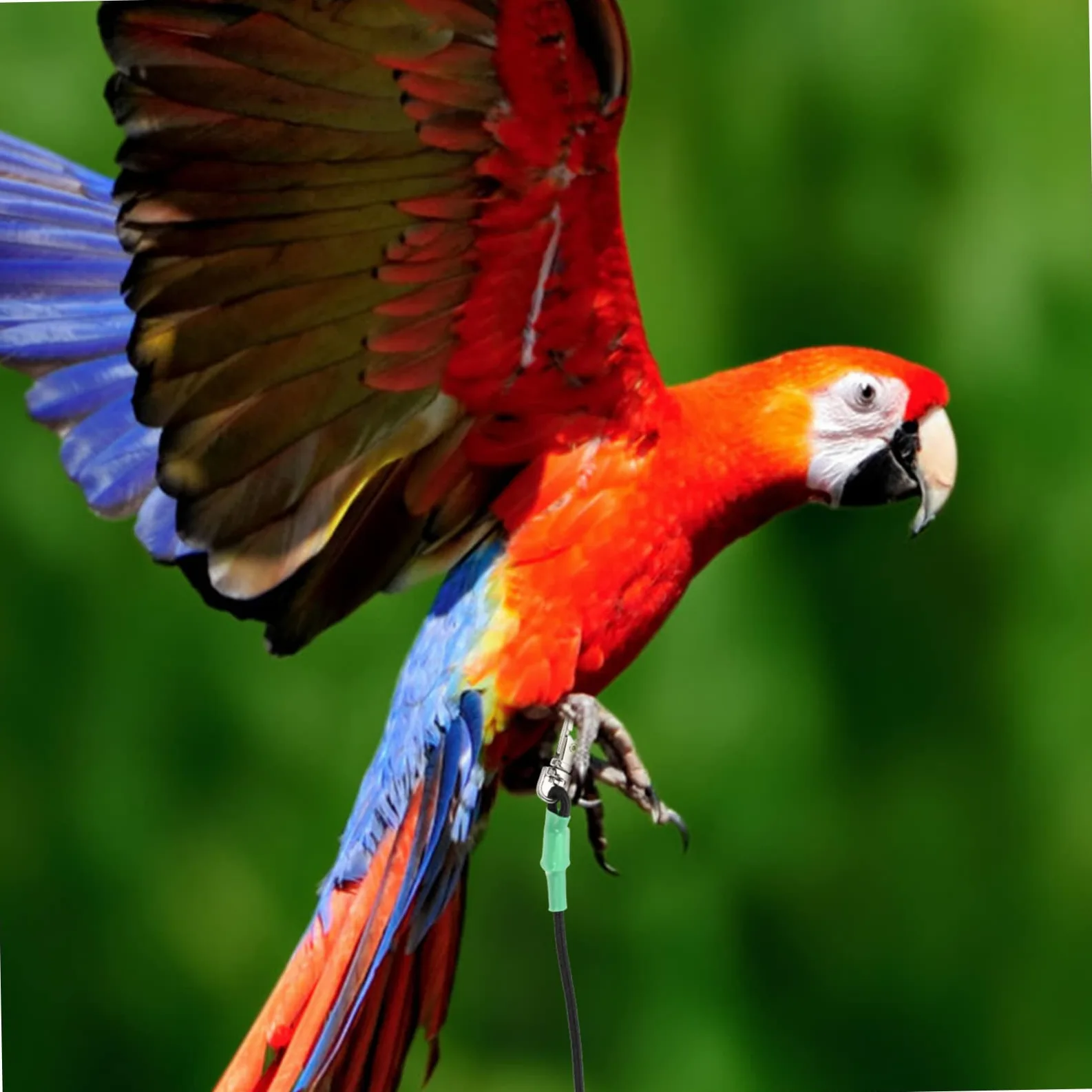 Hohopeti 2piezas Arnés De para Pájaros Cuerda De Entrenamiento De para Aves para Paseos Periquitos Cacatúas y Hámsters