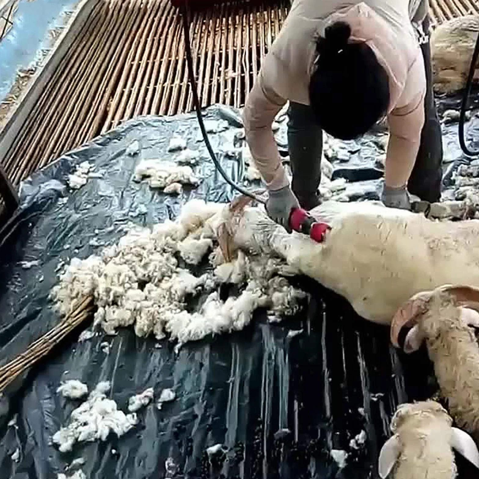 1500W Esquileo EléCtrico Ultraligero De Ovejas Y Cabras, MáQuina Cortadora De Tijeras De Granja, Cortadora De Lana, MáQuina De Corte De Tijera, Se Puede Colgar, con Caja