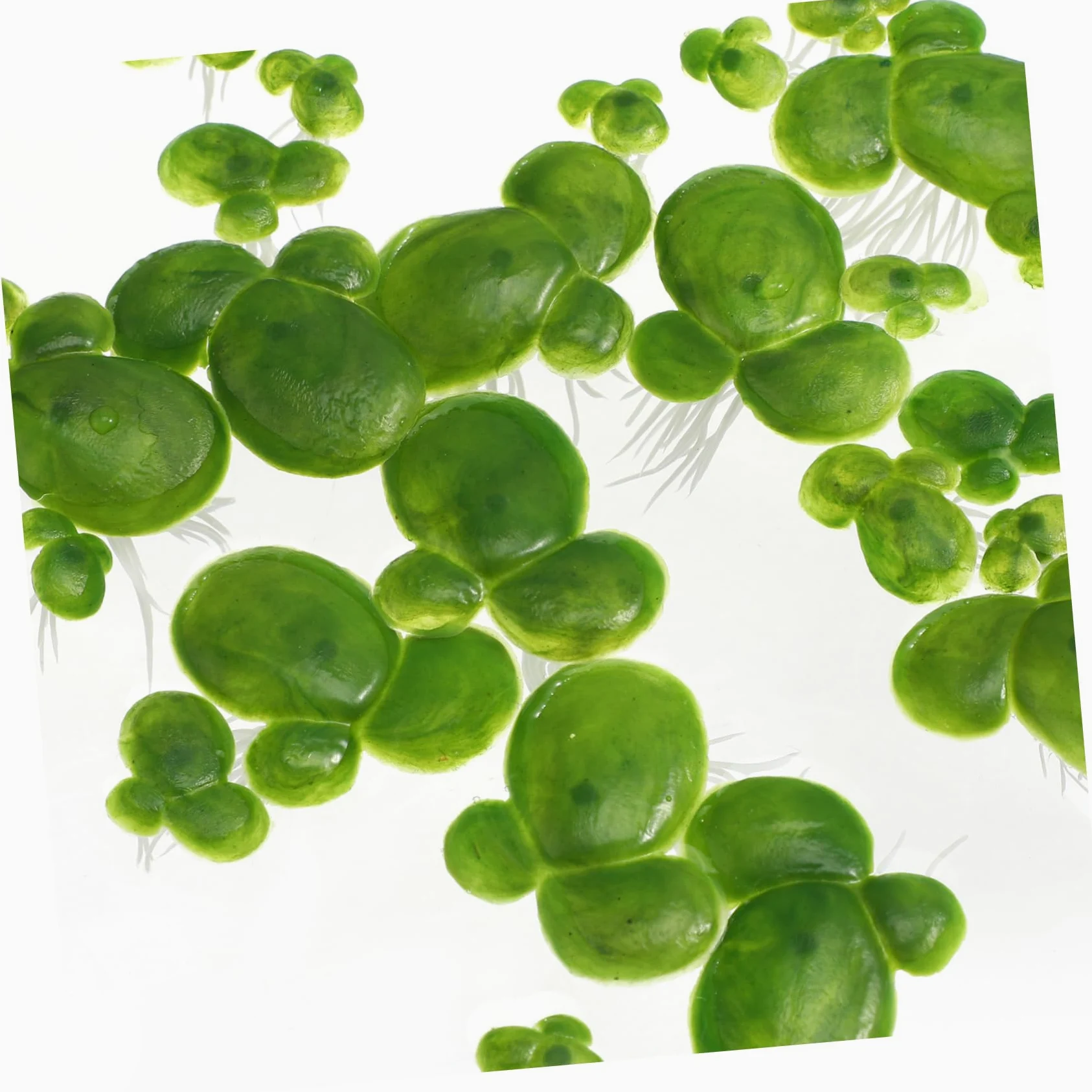 4paquetes Acuáticas Artificiales De Lenteja Flotante De Decoración Natural para y Peceras Hechas De Plástico y Resistente Al Agua