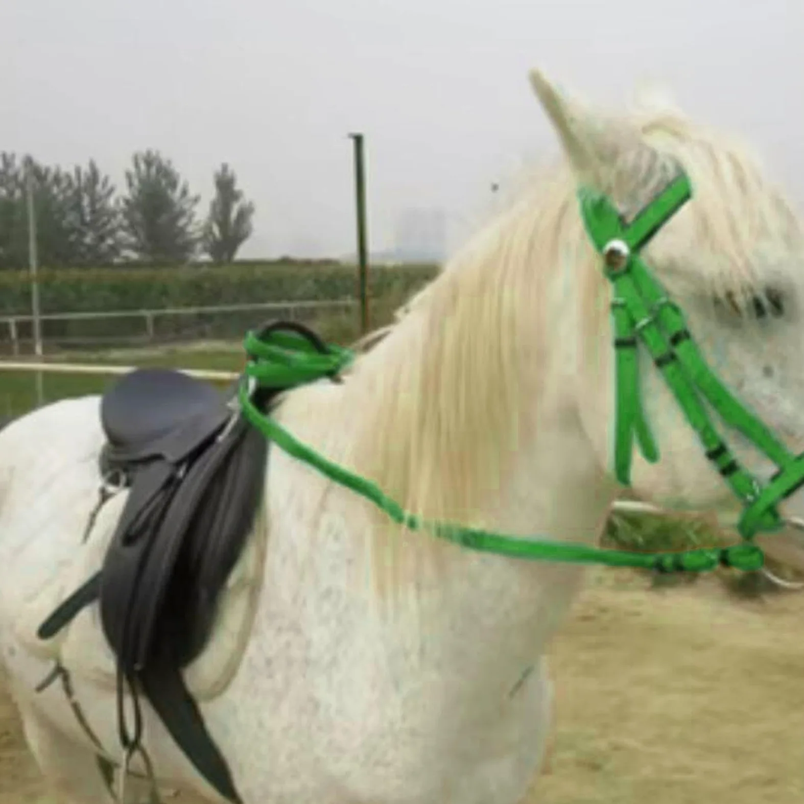 predolo Brida para Caballo con Riendas, Cabezada, Cuerda de Montar, Correa de Cuello para Entrenamiento, Sendero Agrícola