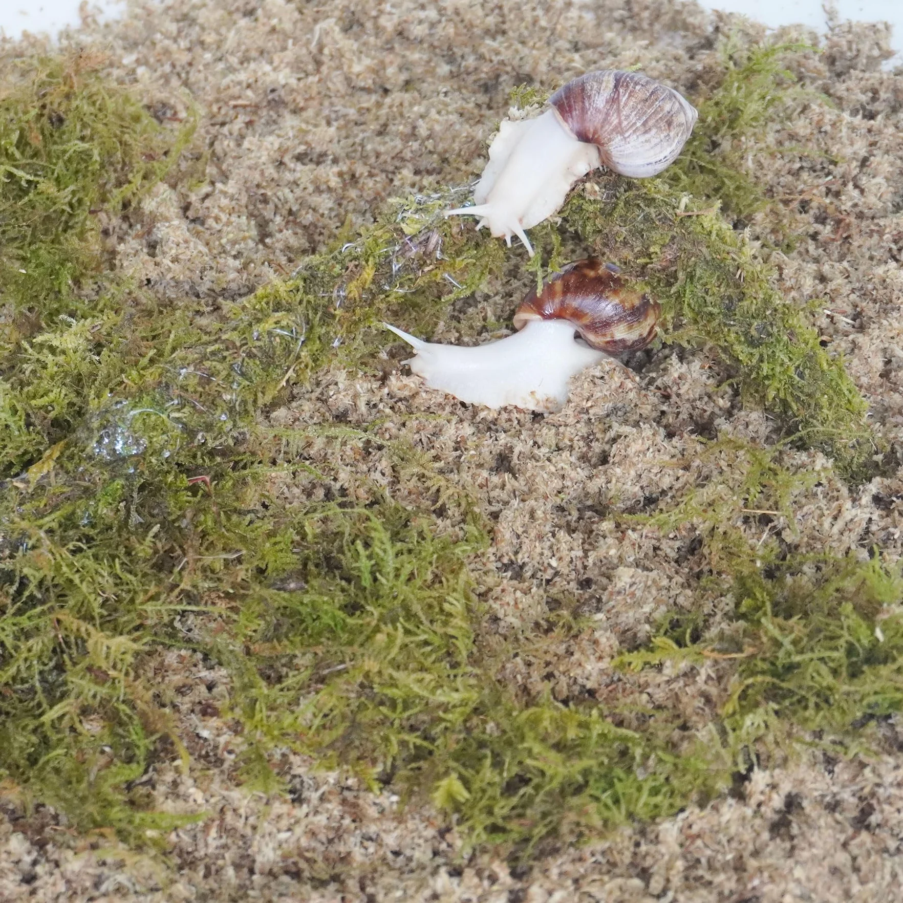 Kit de accesorios para terrario de caracol, 3 piezas, incluye sustrato de retención de humedad de capa, sustrato de retención de humedad de capa superior, juguete de escalada