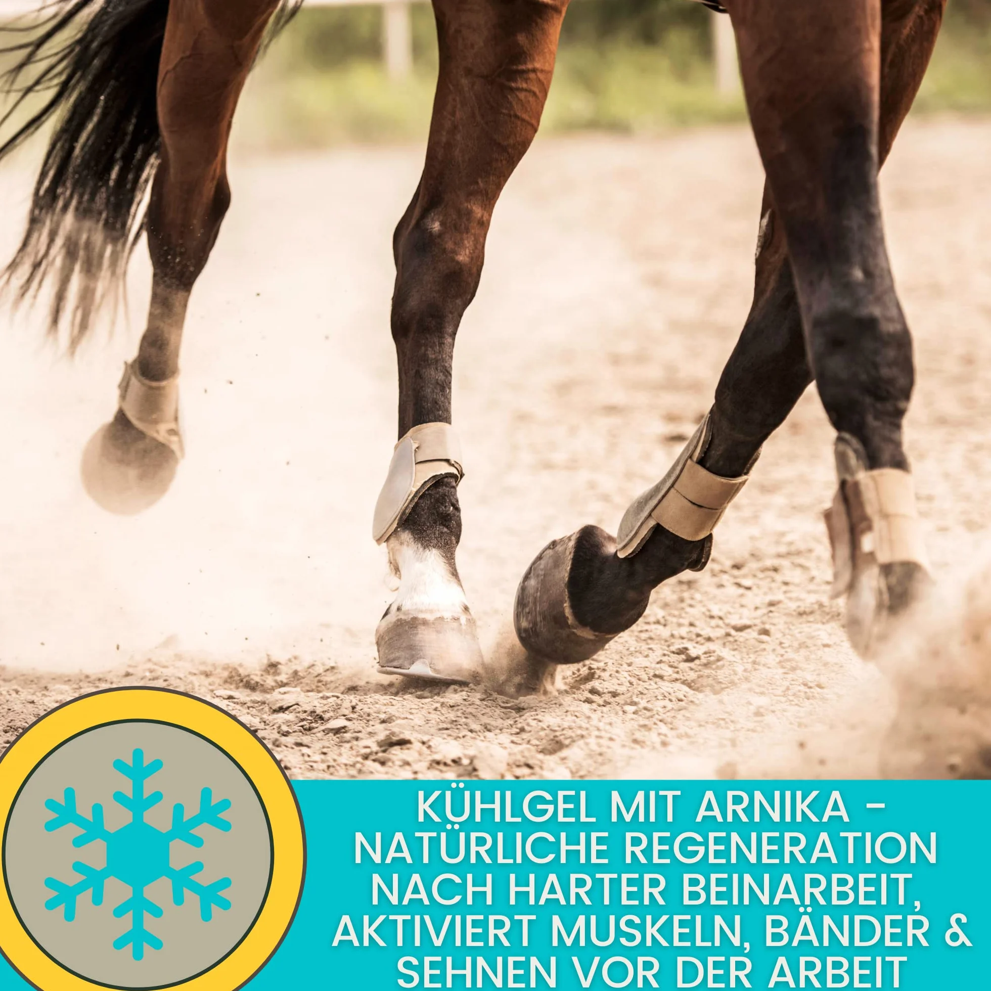 EMMA Bálsamo para Caballos 1000ml Gel Refrescante con Pomada de Árnica Gel Extra Fuerte I Tendones, Ligamentos y Músculos I Pomada Refrescante I Pomada con Gel Crema de Árnica Masaje para Músculos