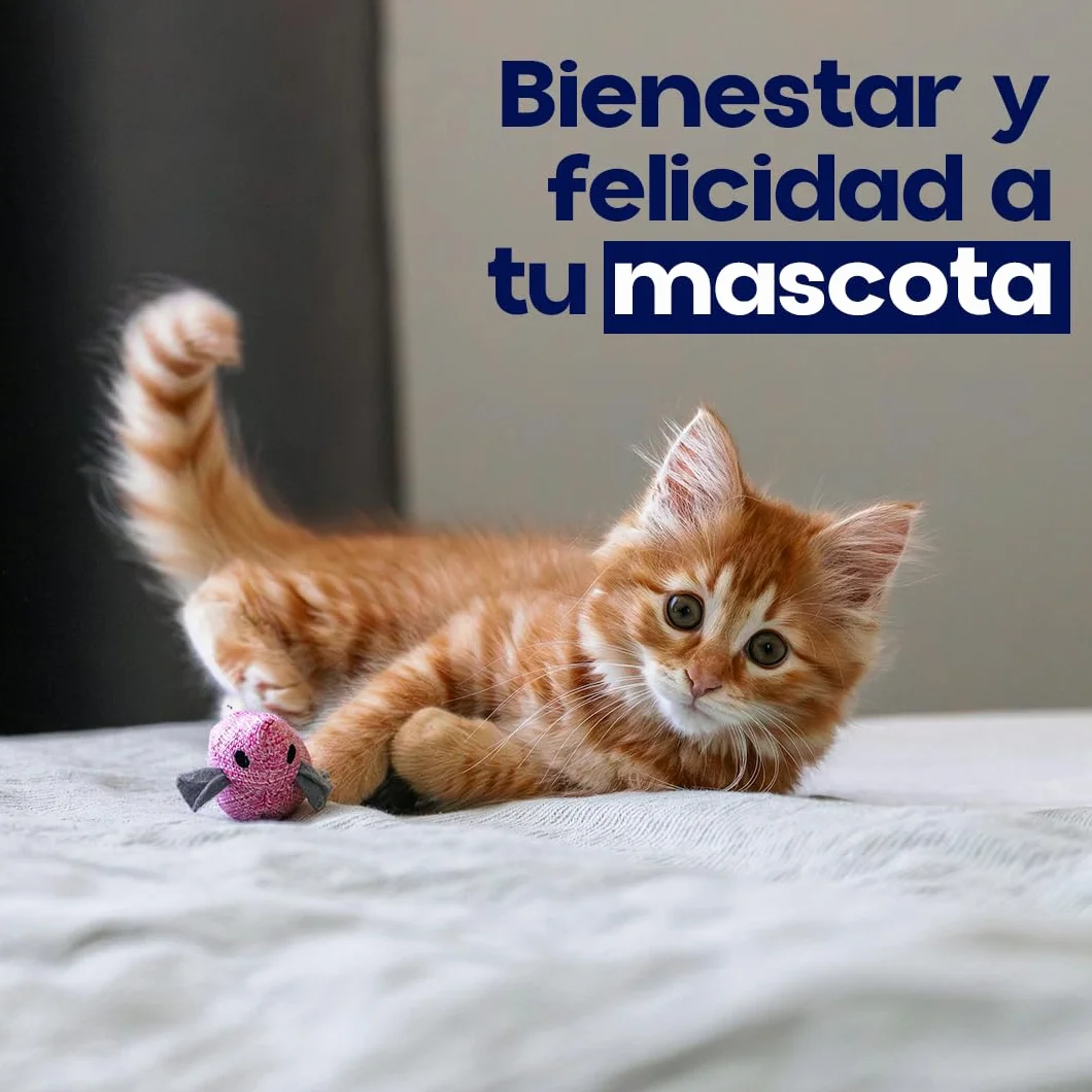 Pipetas Gatos LIFRONIL x3 Pipetas contra Pulgas y Garrapatas | Apto para Todo Tipo de Gatos a Partir de 2 Meses y más de 1 kg de Peso | Protección hasta 5 Semanas | Nexum Market (Pack de 1 Unidad)