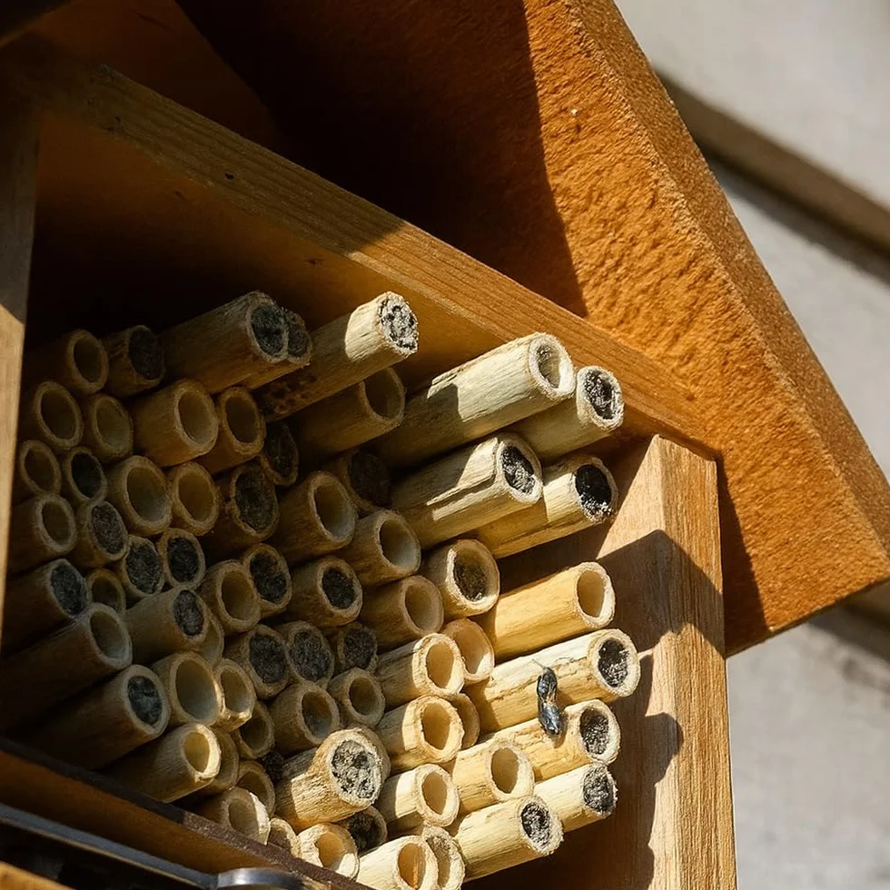 Vie Naturals - Tubos de bambú para Abejas, 15 cm, 100 Unidades