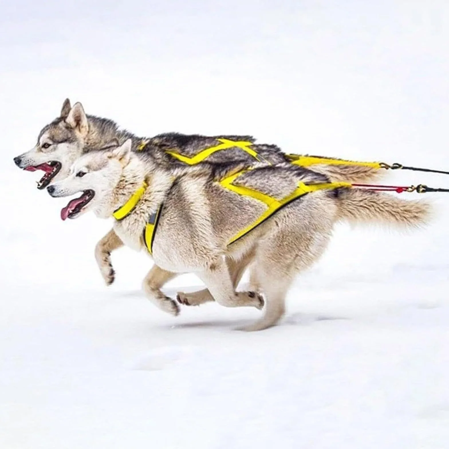 Arnés de tracción para Perro Husky para Ejercicio de Trineo y Ciclismo