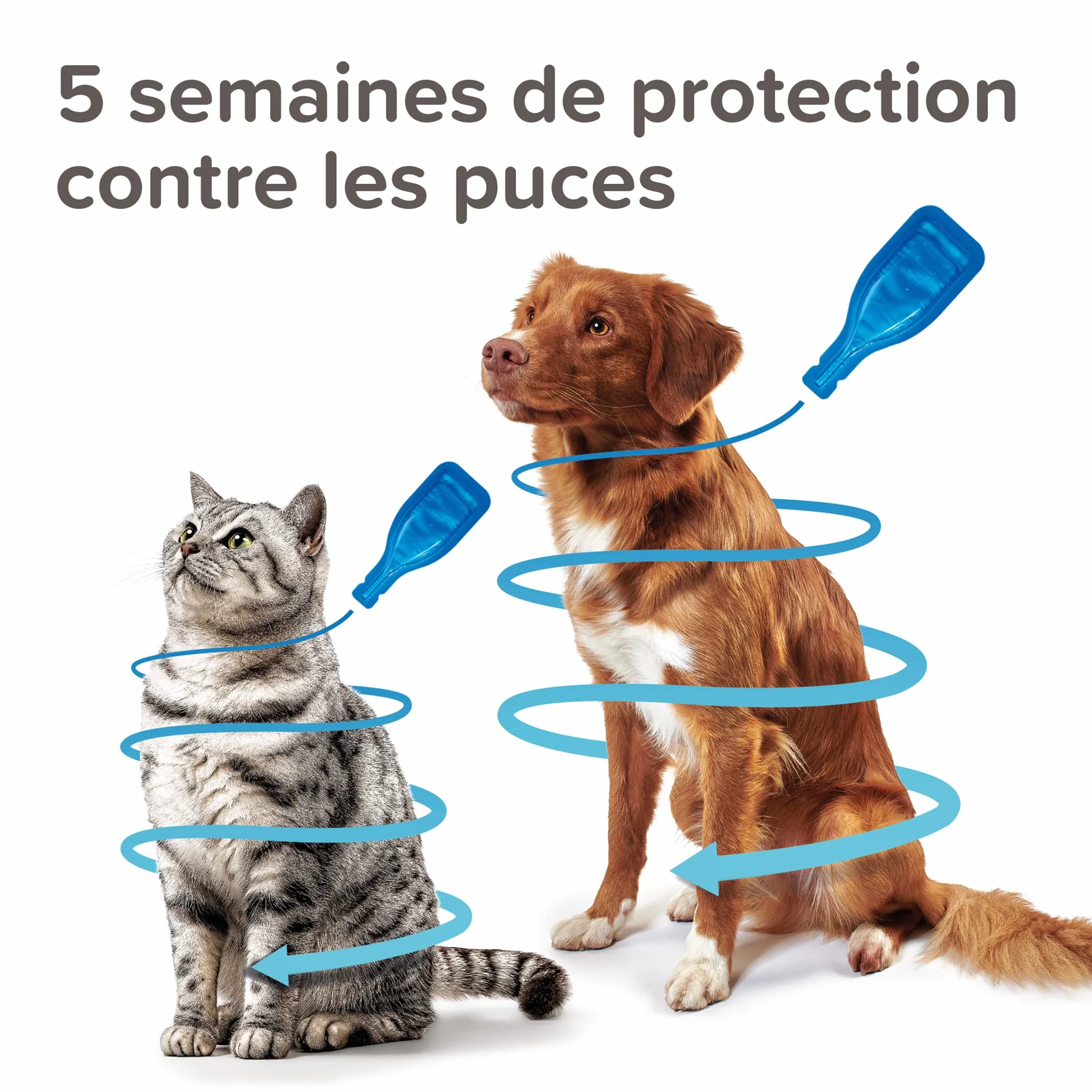 BEAPHAR FIPROTEC 50 MG Solution Spot-on pour Chats À Base de Fipronil Tue Les Puces et Les Tiques à l'application Traitement Antiparasitaire pour Chat dès 8 Semaines 4 Pipettes de 0,50 ML