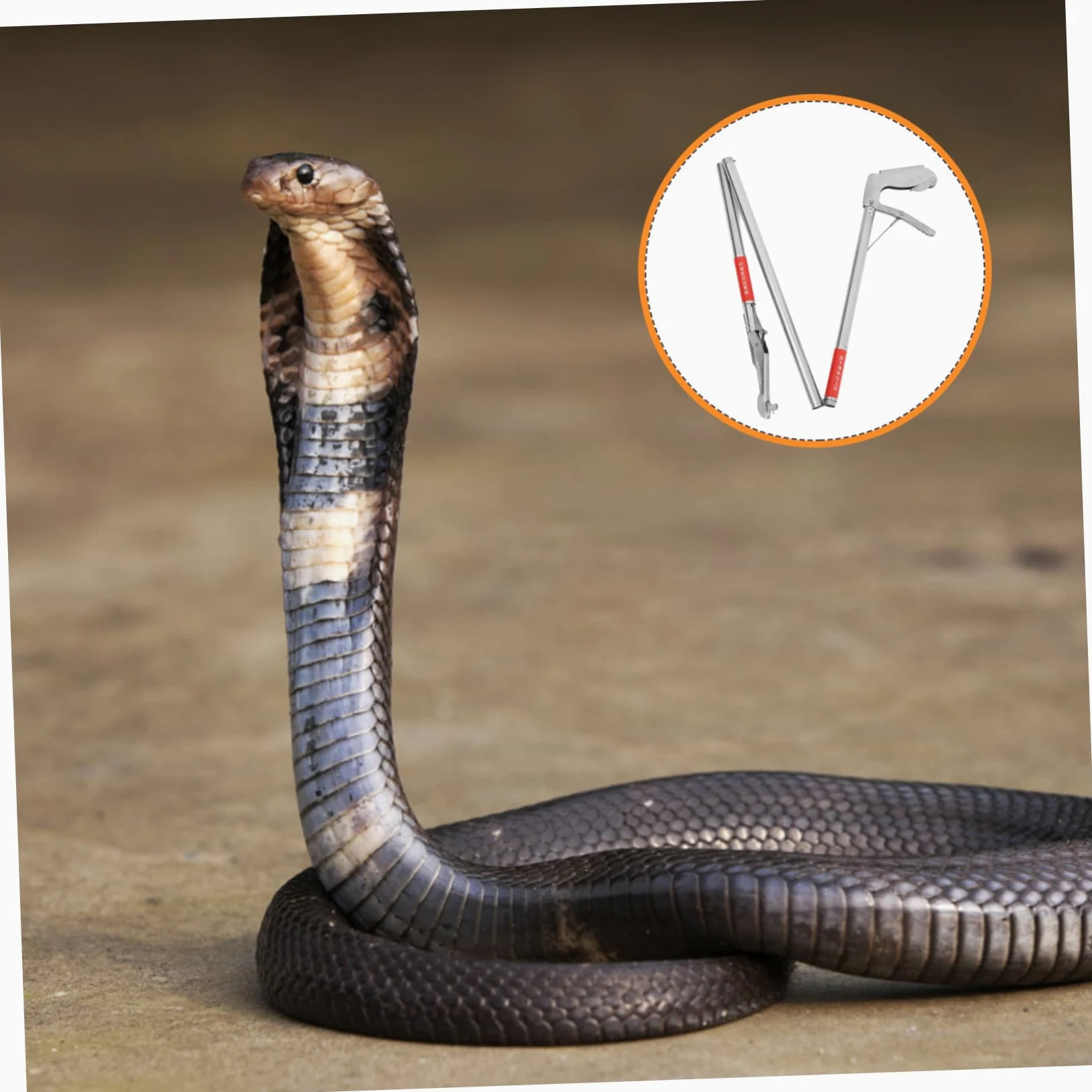 POPETPOP 4 Piezas Pinza de Serpiente alicates de Serpiente Gancho de Serpiente Herramienta de manipulación de mandíbula Ancha Pinza para atrapar anguilas Herramienta de Agarre Clip de locha
