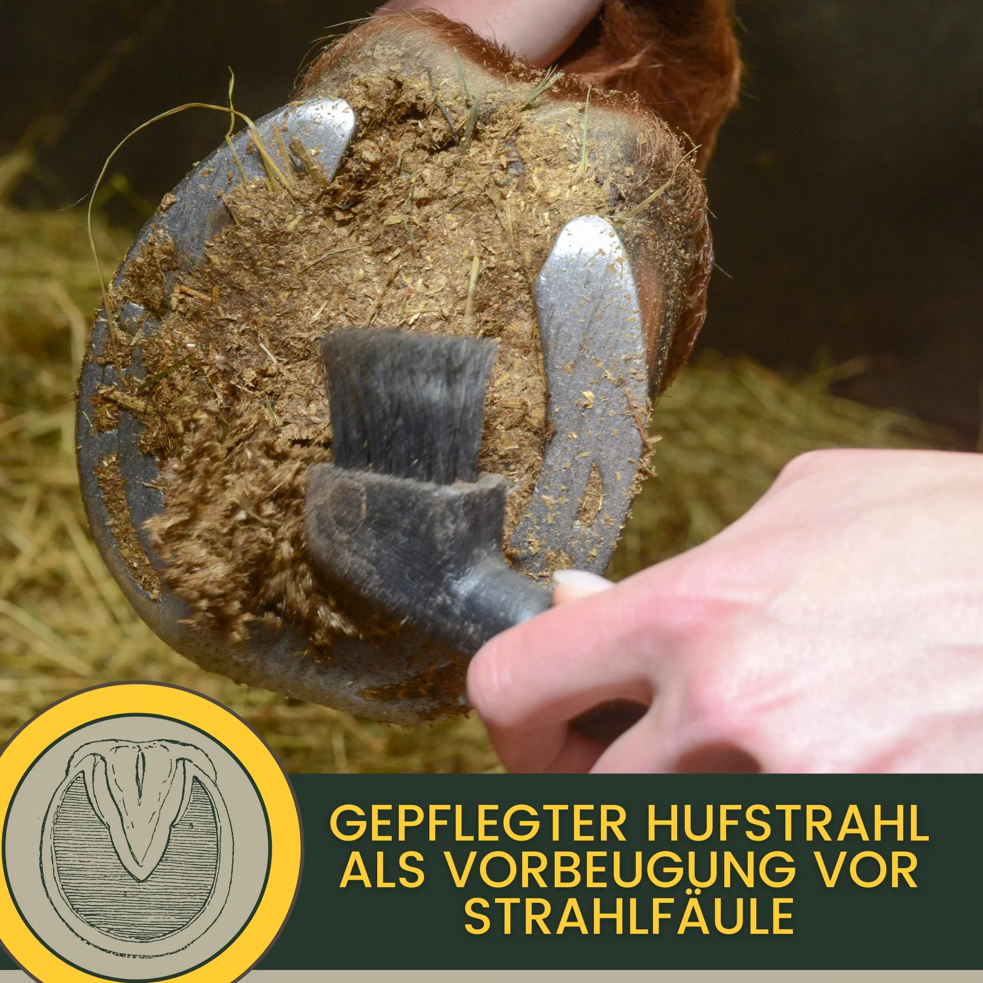 Cuidado de la rana para los caballos I Protección de la rana I Cuidado de los cascos I Casco, suela de la rana I Gel I Prevención de la podredumbre I Medios para proteger el cuerno de la rana 100ml