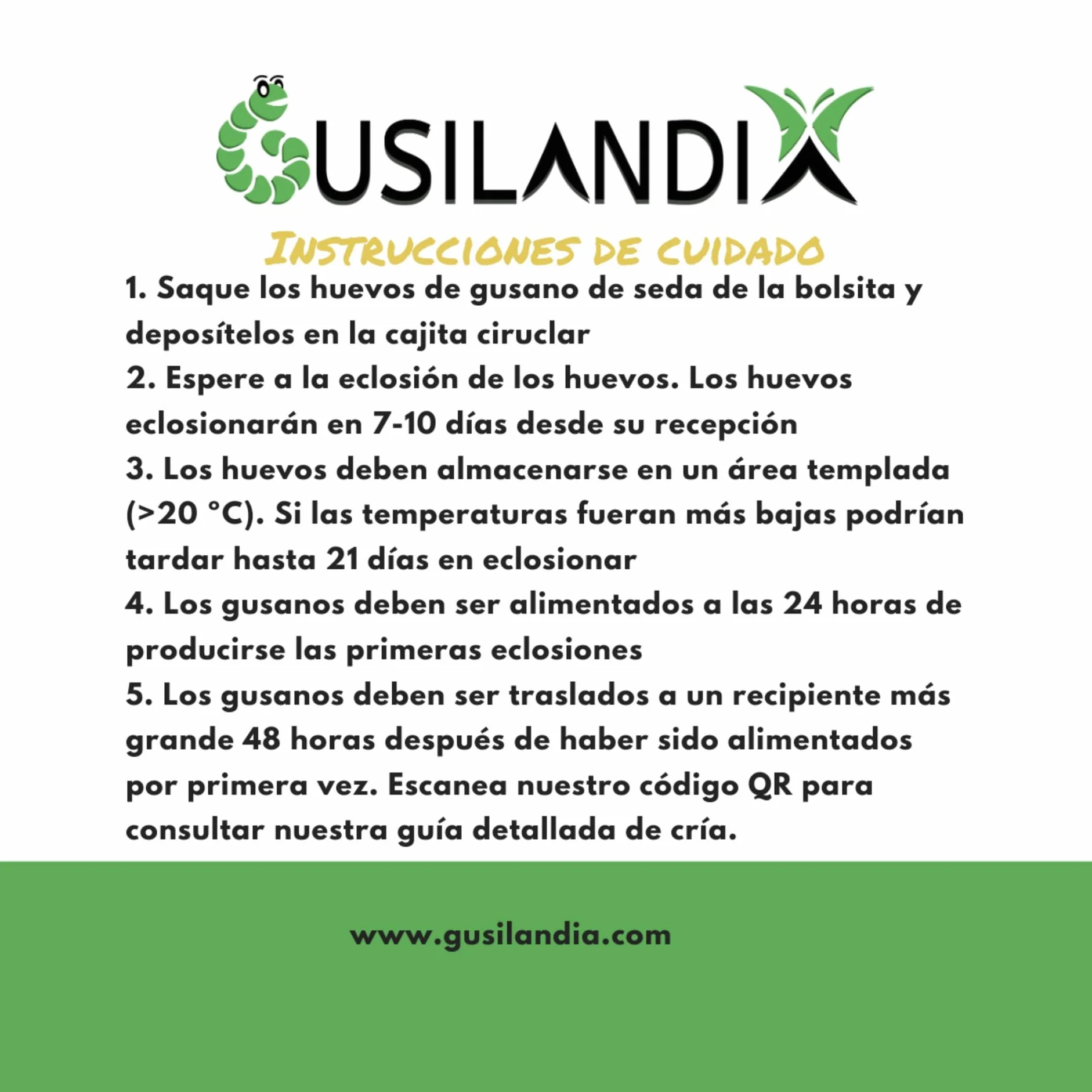 100 Huevos de Gusanos de Seda – Eclosionan en 10 días – Clásicos – Blancos
