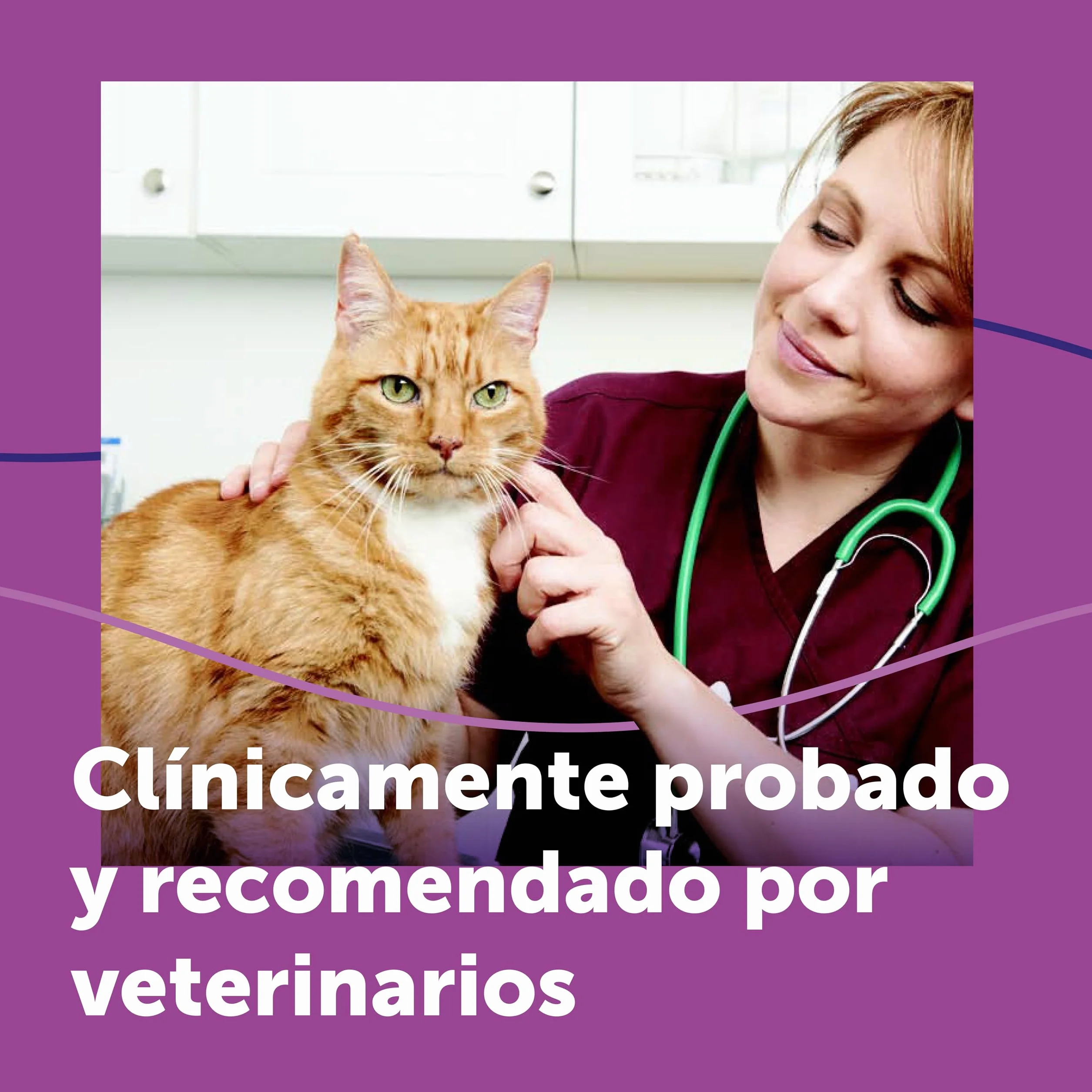 FELIWAY Classic - Difusor + Recambio de feromonas calmantes para gatos (30 días, 48 ​​ml) - Ayuda a reducir los signos más comunes de estrés. Recomendado por veterinarios. Tranquilidad y bienestar.
