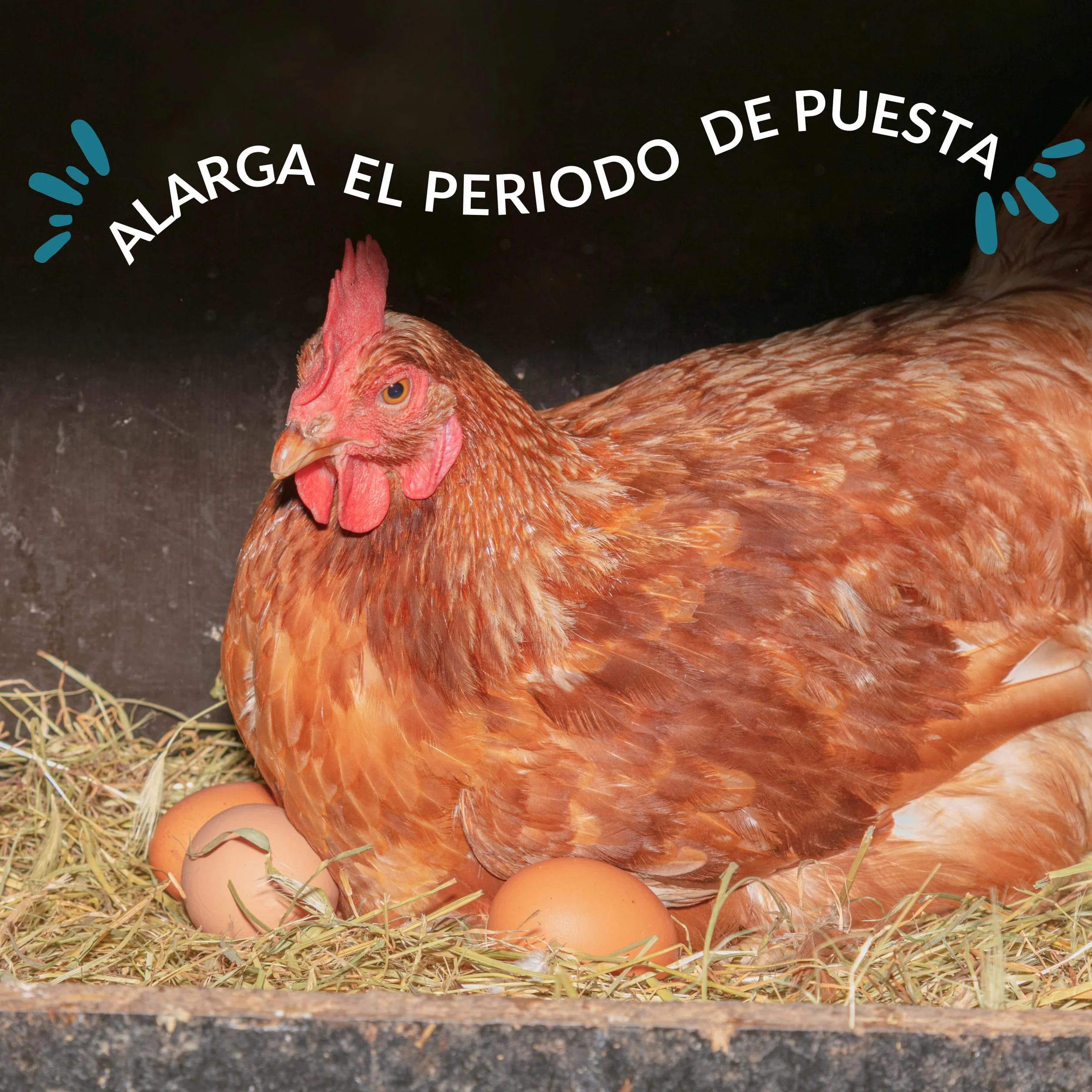 ConchaVital 6kg - Calcio para Gallinas Ponedoras y Otras Aves - Conchilla de Ostra - Pienso +12 Minerales - Mejora Calidad del Huevo, Corrige Carencias Nutricionales y Mejora Productividad