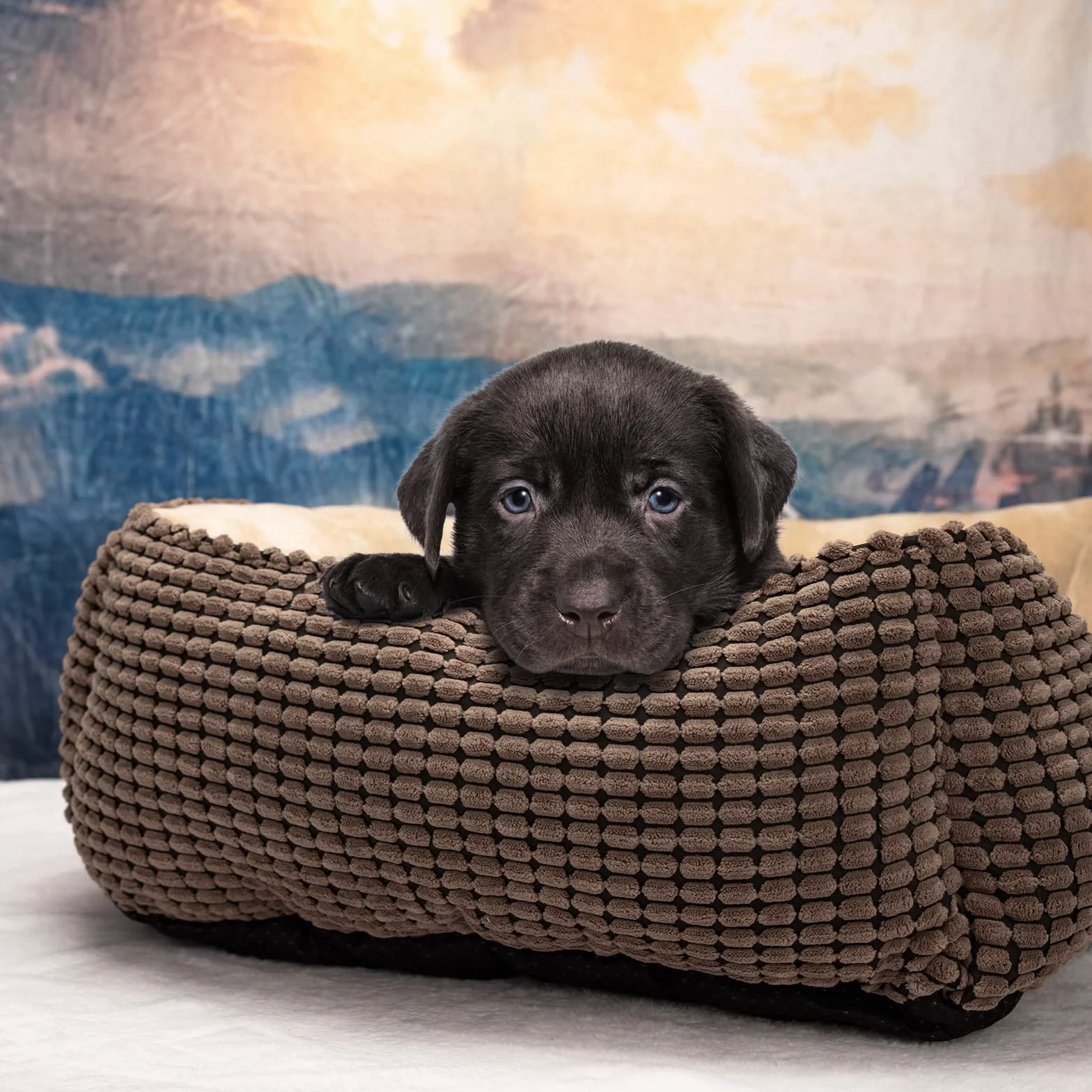 JOEJOY Cama para Perros Medianos, Cama Perro Lavable, Esponjosa, Antideslizante, Suave y Cómoda para Perros Pequeños Medianos y Gatos, 63x53x20cm
