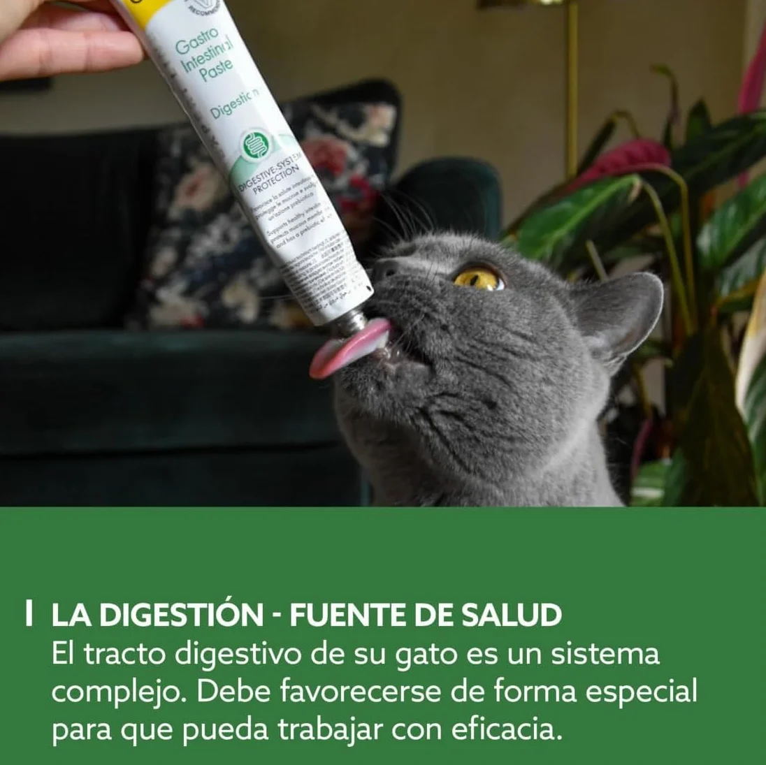 GimCat EXPERT LINE Gastro Intestinal, Pasta funcional para gatos - Protección del sistema digestivo, favorece la salud intestinal, tiene un efecto prebiótico - 1 tubo (1 x 50 g)