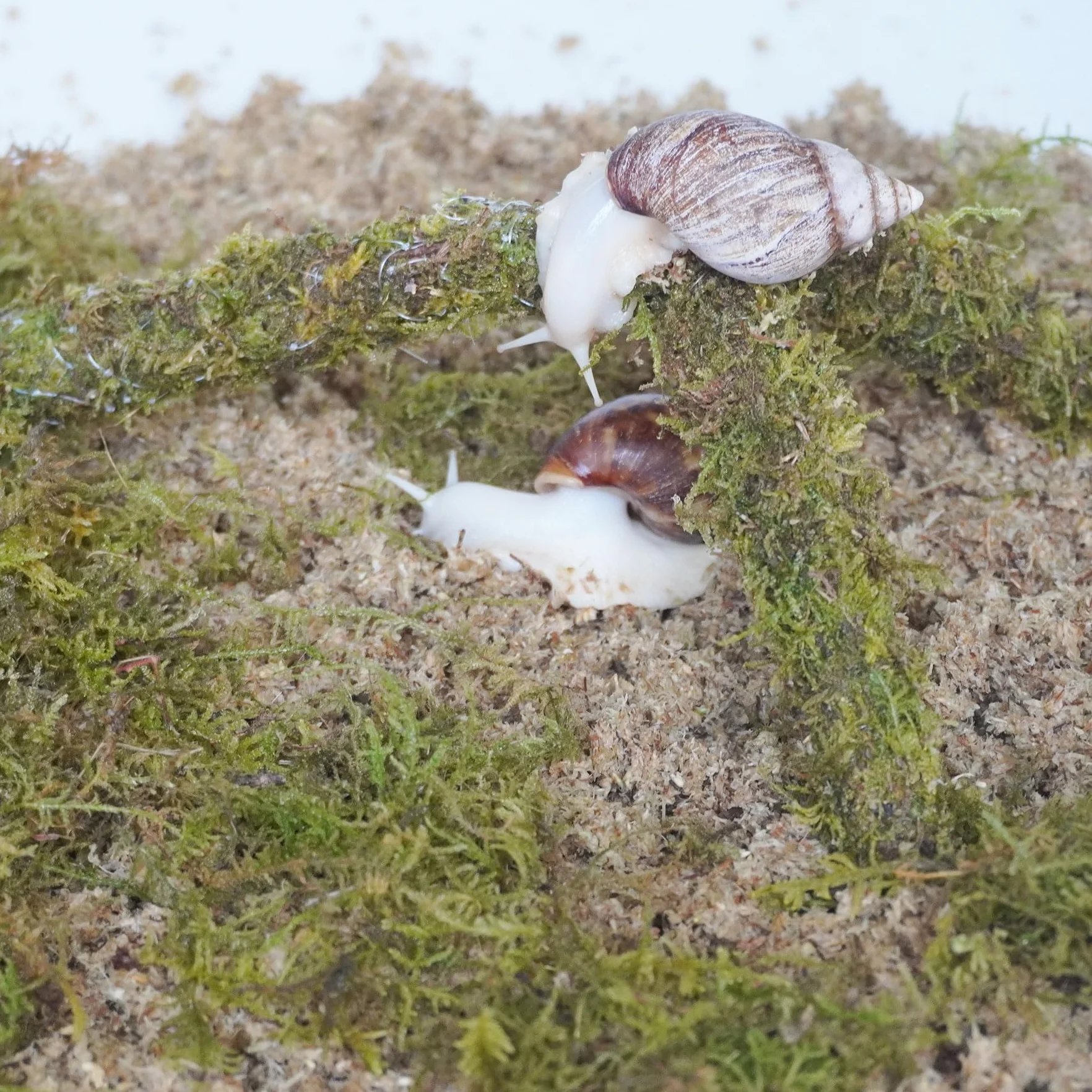 Kit de accesorios para terrario de caracol, 3 piezas, incluye sustrato de retención de humedad de capa, sustrato de retención de humedad de capa superior, juguete de escalada