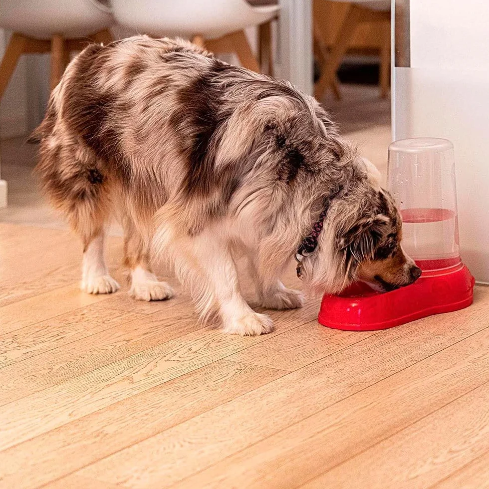 Ferplast Dispensador de Comida o Agua para Perro Comedero para Agua y Comida Seca 3 litros, Fondo Antideslizante, 20 x 33,5 x h 31 cm Lila