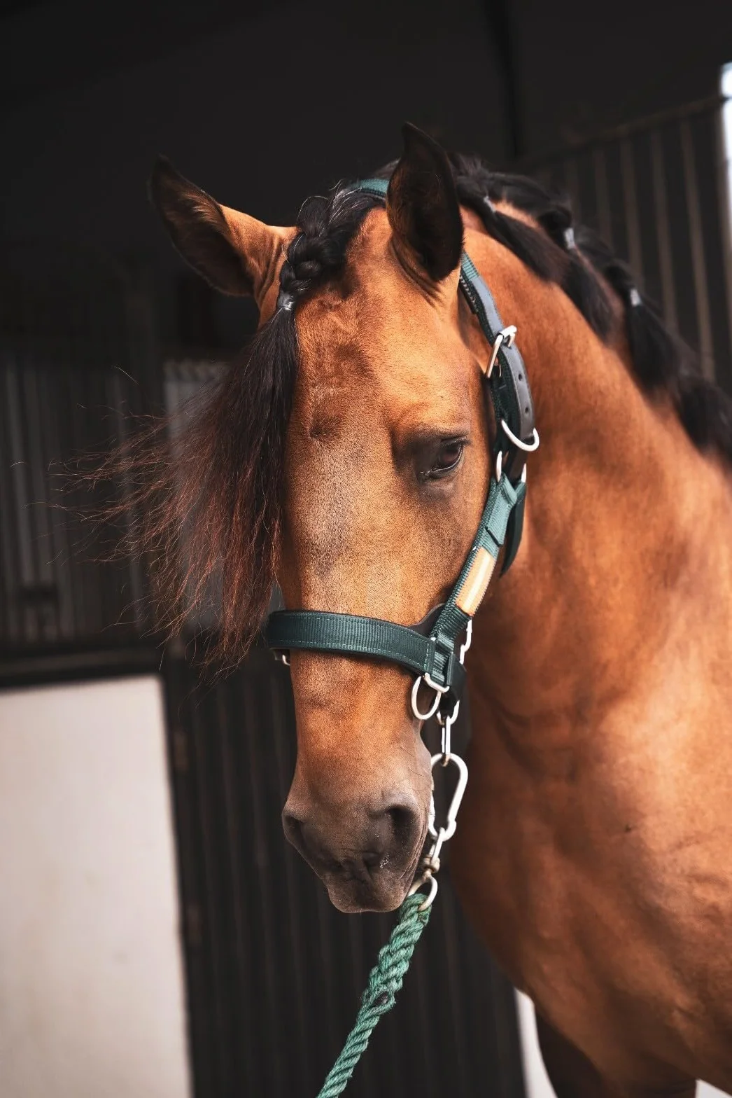 Los Nietos Cabezada cuadra nylon Dressage Talla COB Khaki