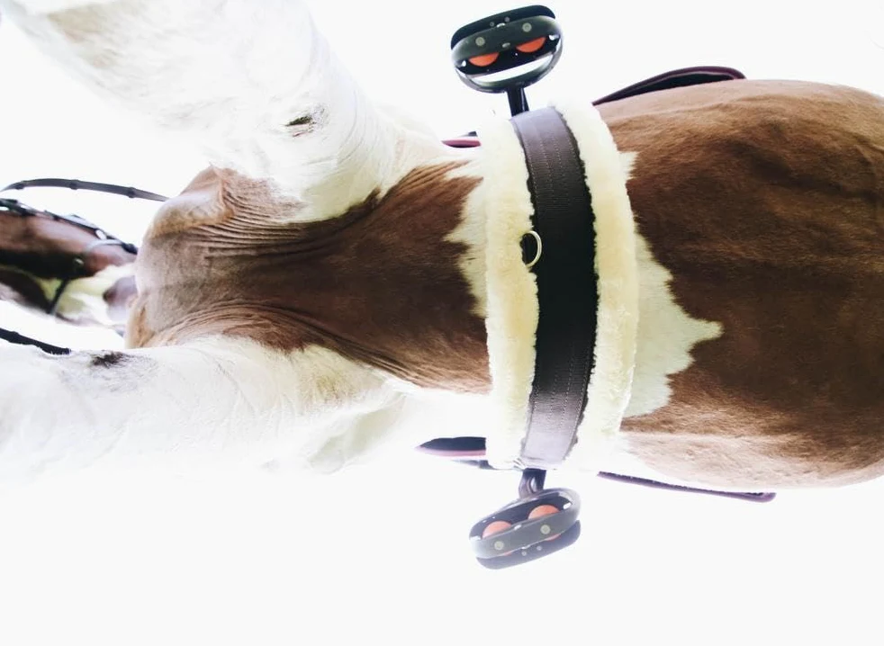 Kentucky - Sangle Mouton 120, Choco