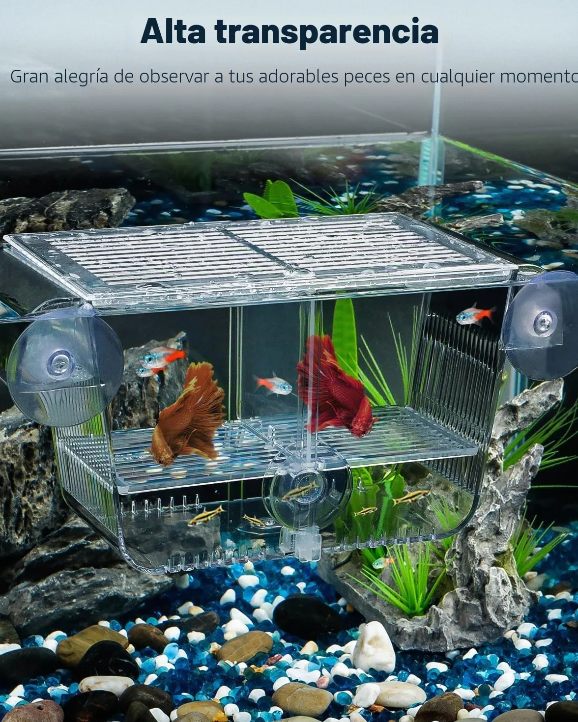 Pawfly Caja de cría de peces de acuario con 6 ventosas de acrílico para peces bebés, camarones, betta, guuppy, platy