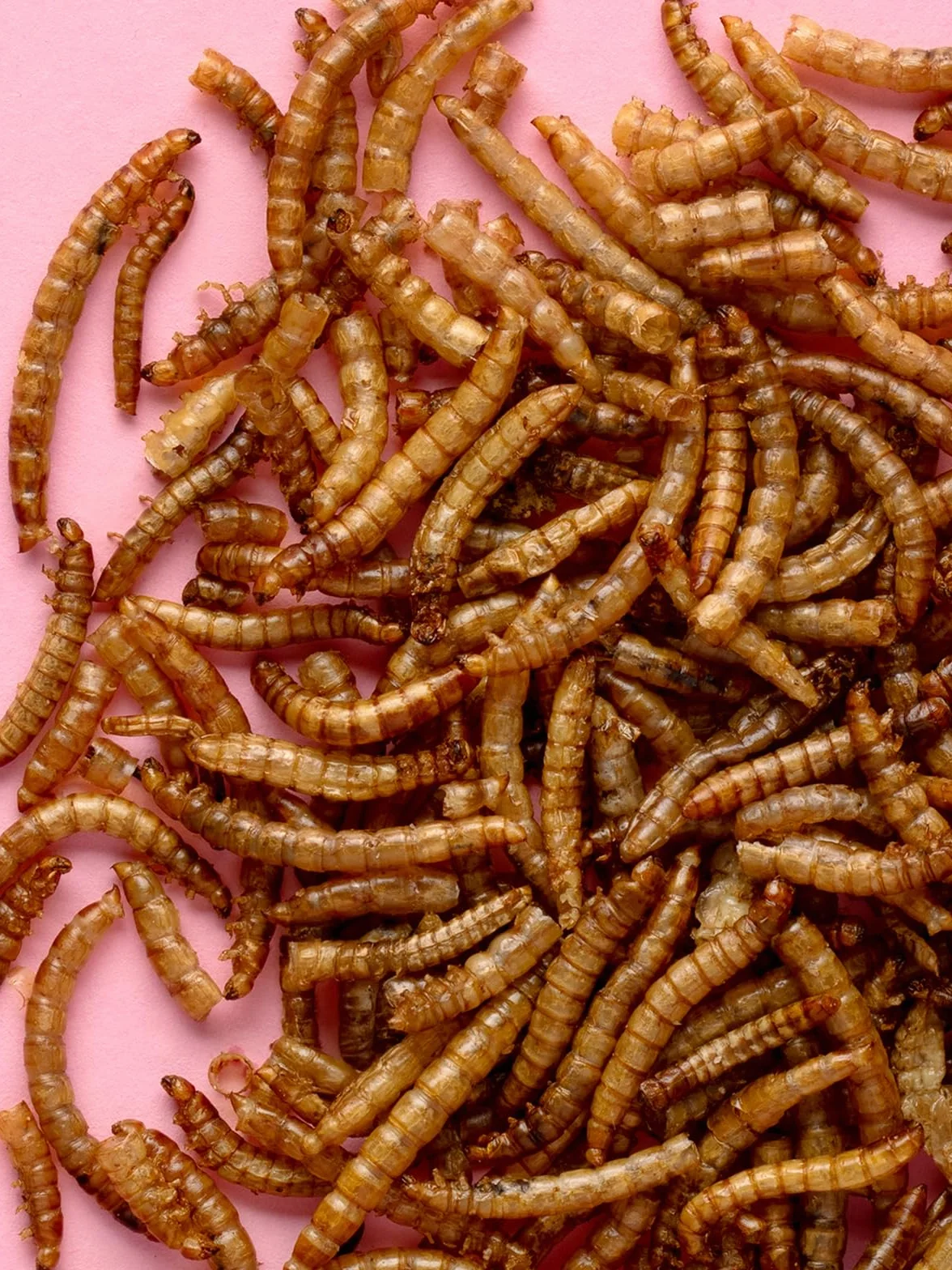 Little One Gusanos de Harina | 70 g | Suplemento Alimenticio para Hámsters, Ratas, Ratones y Erizos | para Apoyar el Bienestar | Alto Contenido de Proteínas para Instintos Naturales