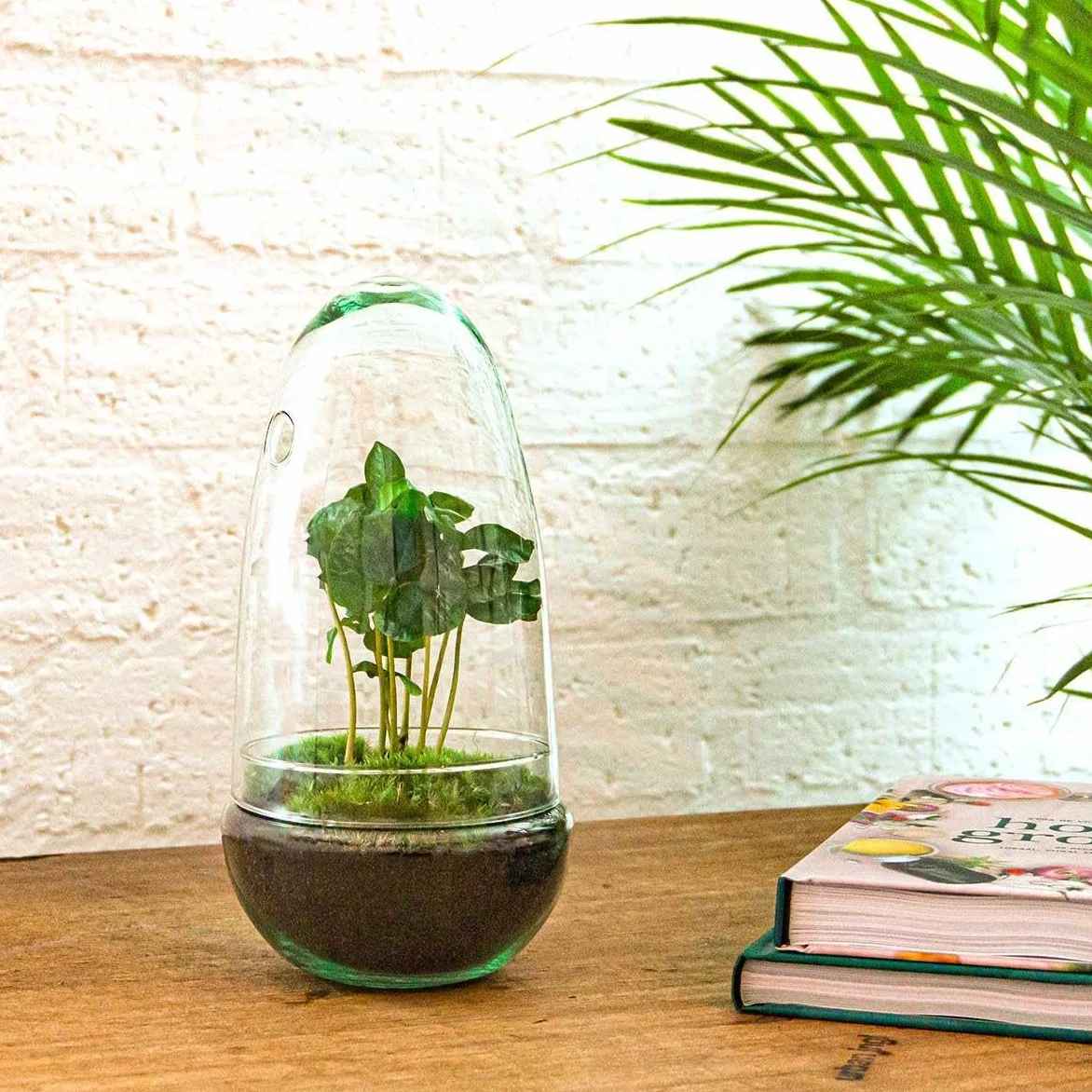 Terrario de Plantas DIY de Cristal, Decoración, Coffea Arabica, Ø 12 cm