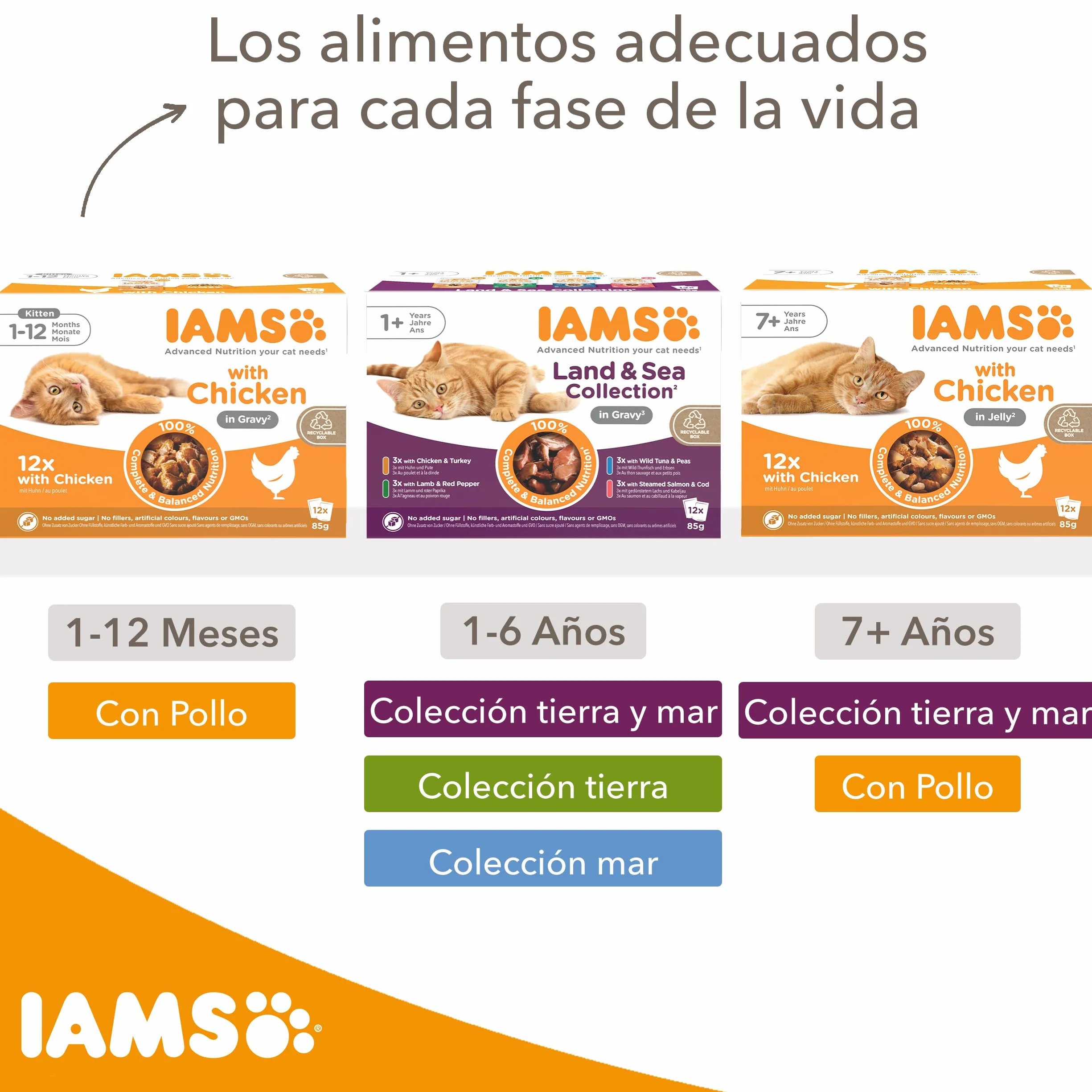 IAMS Advanced Nutrition Alimento húmedo en Salsa, para Gatitos con Pollo, 12 x 85g