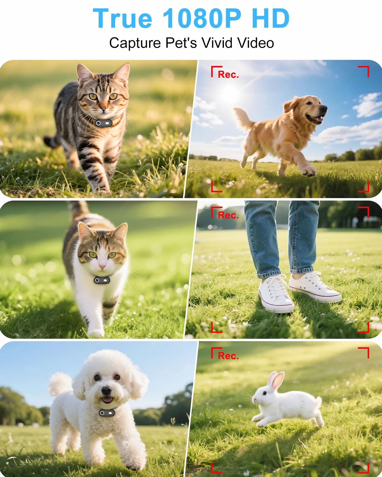 Collar de cámara para perros y gatos con aplicación para teléfono, grabación de video HD 1080P, cámara POV para mascotas tamaño XS/M para perros y gatos grandes, cámaras inalámbricas para mascotas con