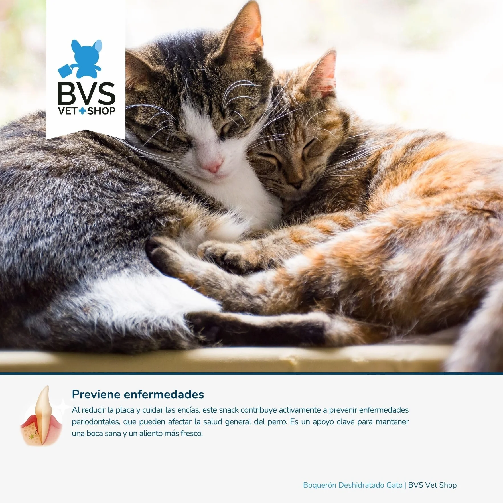 BVS Vet Shop | Boquerón Deshidratado para Gatos | Ayuda a Mantener una dentadura Sana y una higiene bucodental óptima | 60 gr