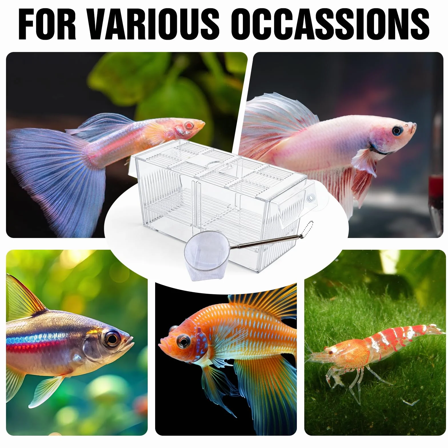 Caja de desove para acuario, grande, con red de sellado de peces, tanques de cultivo de acrílico para acuarios, diseño de dos cámaras, para peces bebés, camarones, Betta Guppy, peces payaso