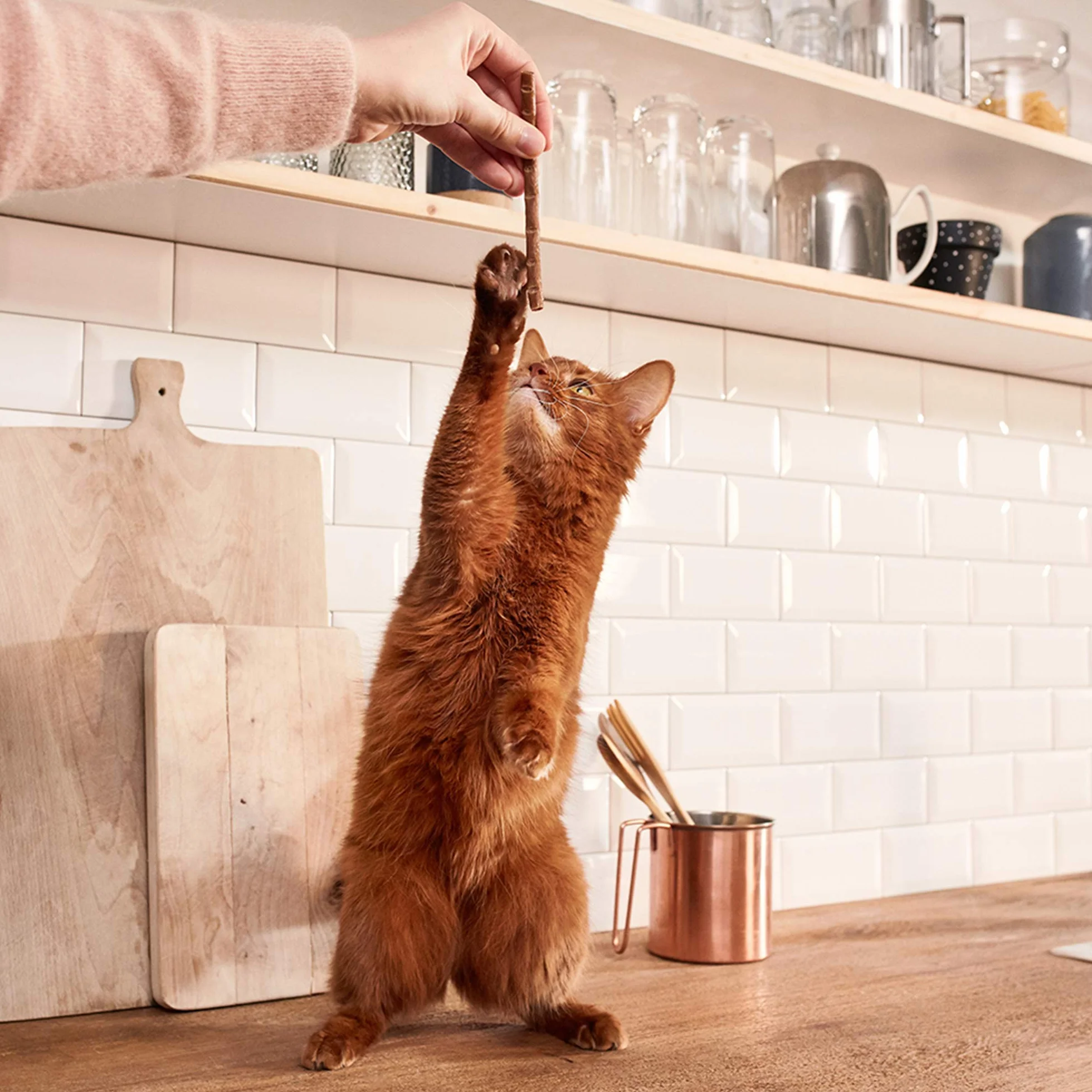 GimCat Sticks ave - Suaves palitos para masticar con alto contenido de carne y sin azúcar añadido - 1 multipack (10 sticks)