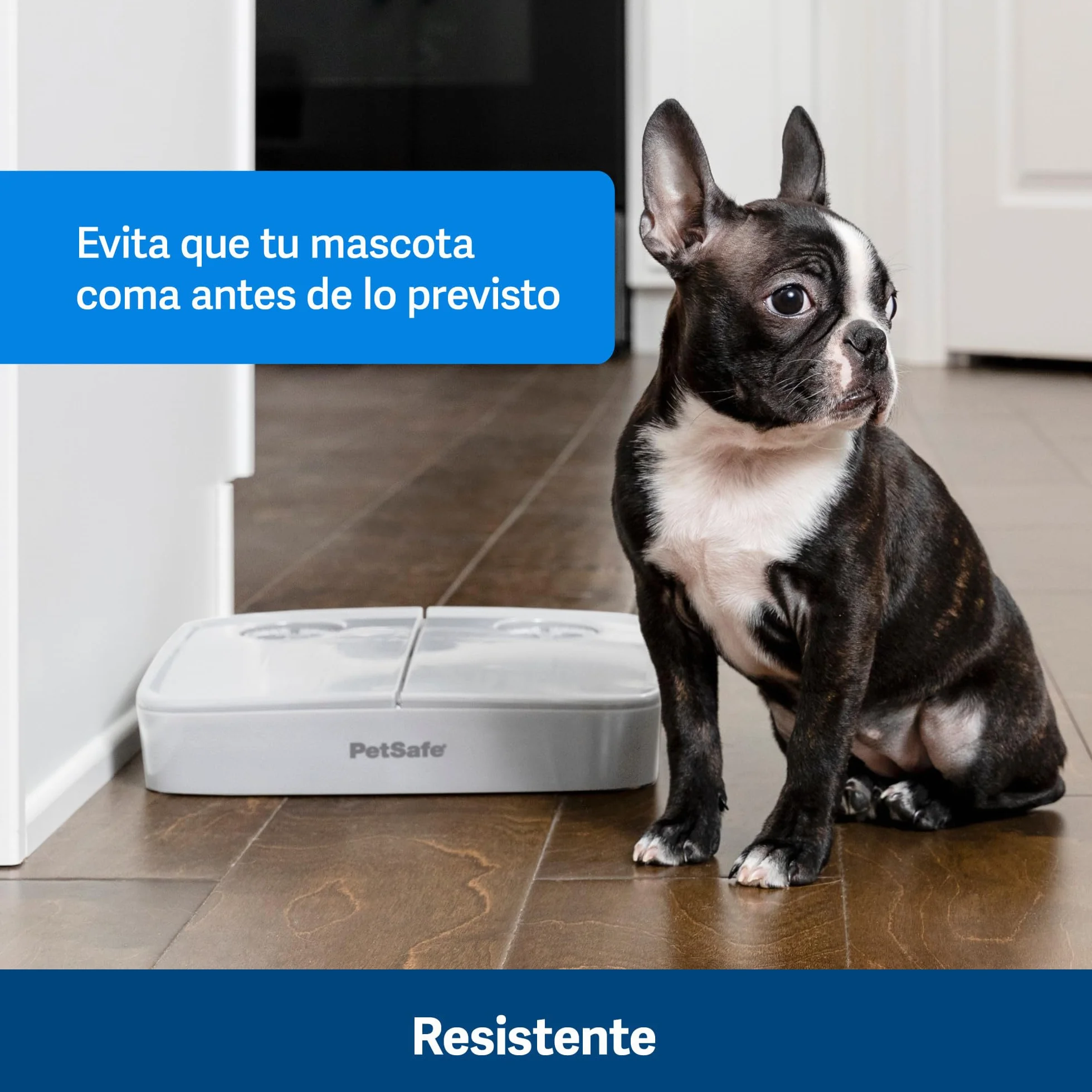 PetSafe Automat do karmy na 2 posiłki, wbudowane zegary sterujące, Misa bez BPA, nadaje się do suchej karmy, szary, 1 sztuka (1 opakowanie)