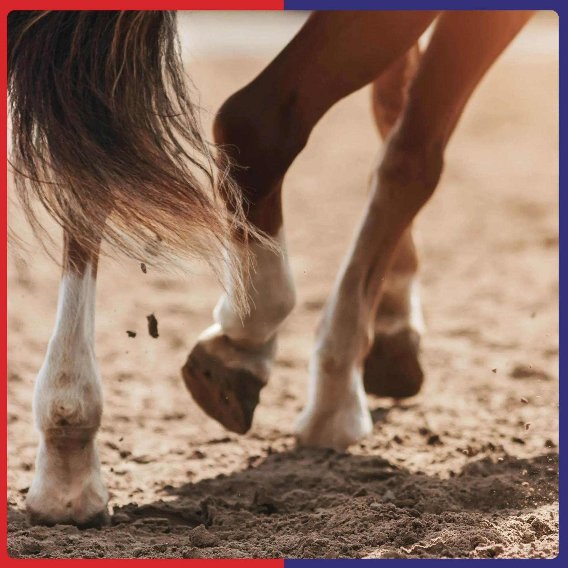 Equine America Biotina Xtra Polvere Integratore per Cavalli e Pony 2,5 kg