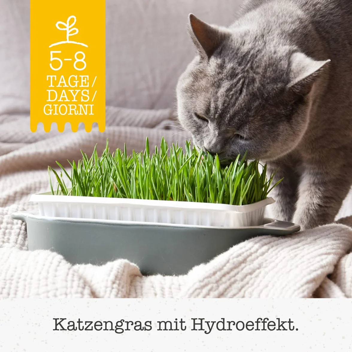 GimCat Hydro-Gras - Hierba fresca para gatos, de plantación controlada, en tan solo de 5 a 8 días - 1 bandeja (1 x 150 g)