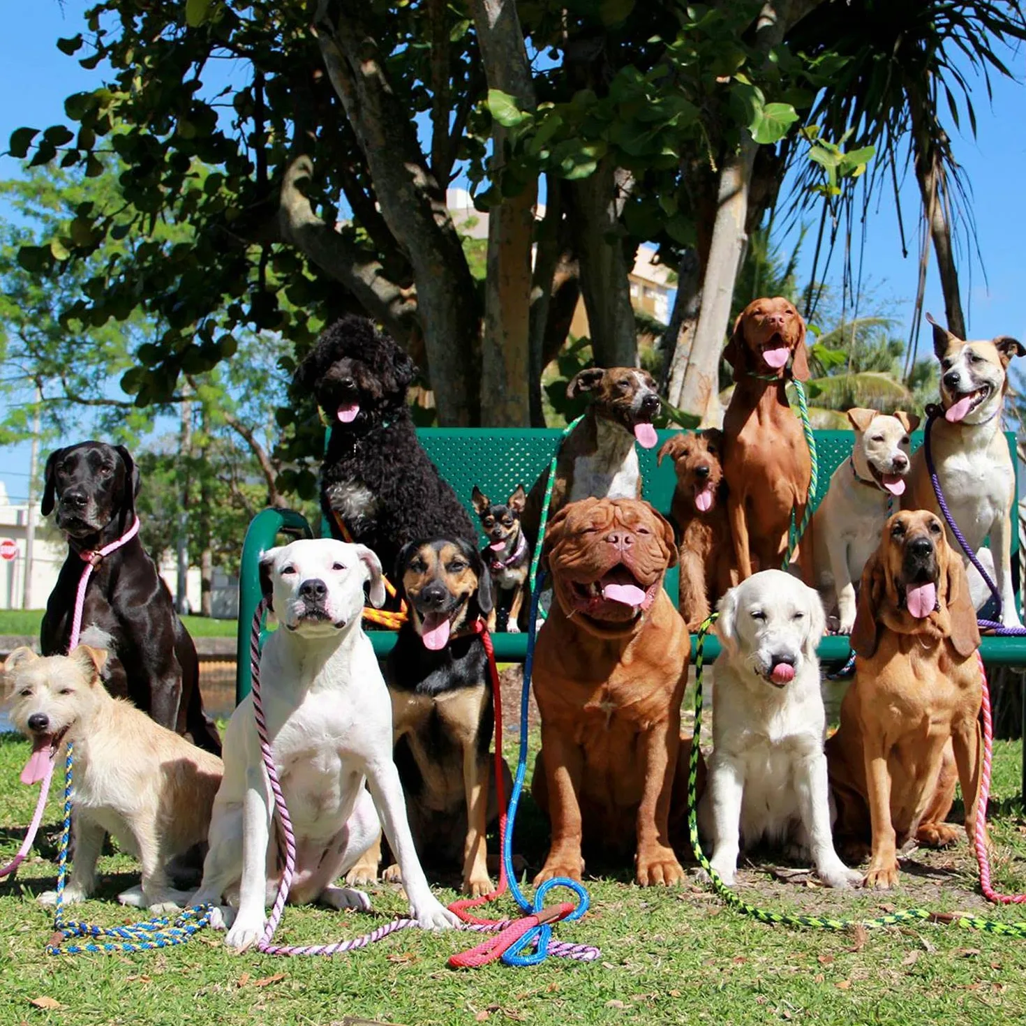 Mendota Products - Correa para Perro