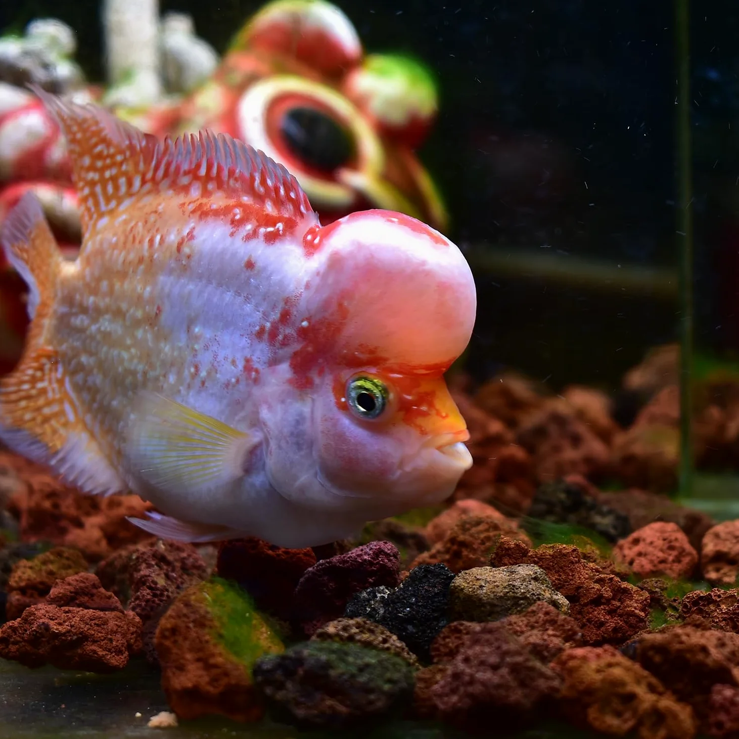 Medios de bio-filtro esfera de 400 g para acuarios marinos y de agua dulce, roca volcánica roja