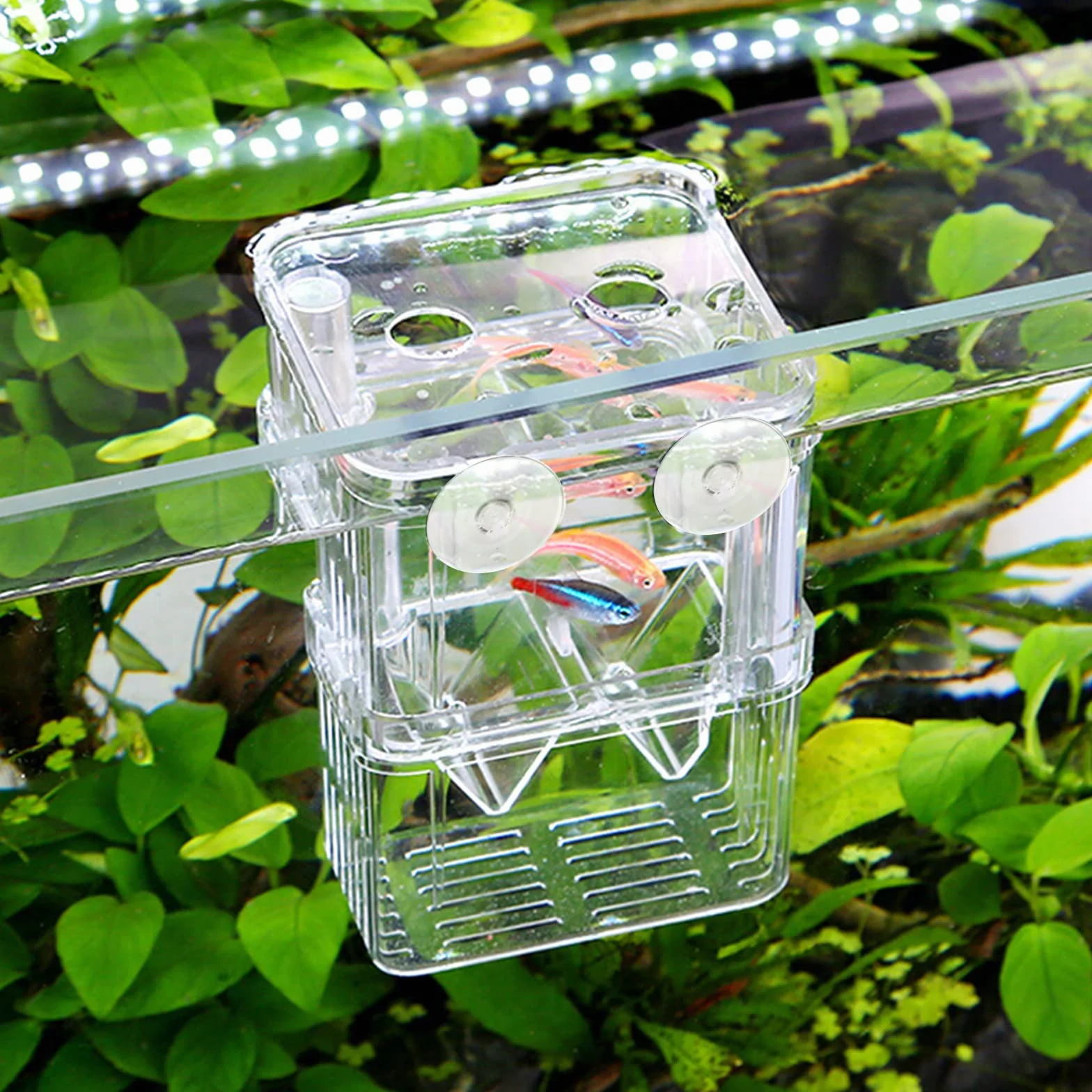 Caja de Cría de Peces de plástico Incubadora de Peces Caja,Caja de Aislamiento de Peces de Doble Capa con Ventosas para Peces Bebé