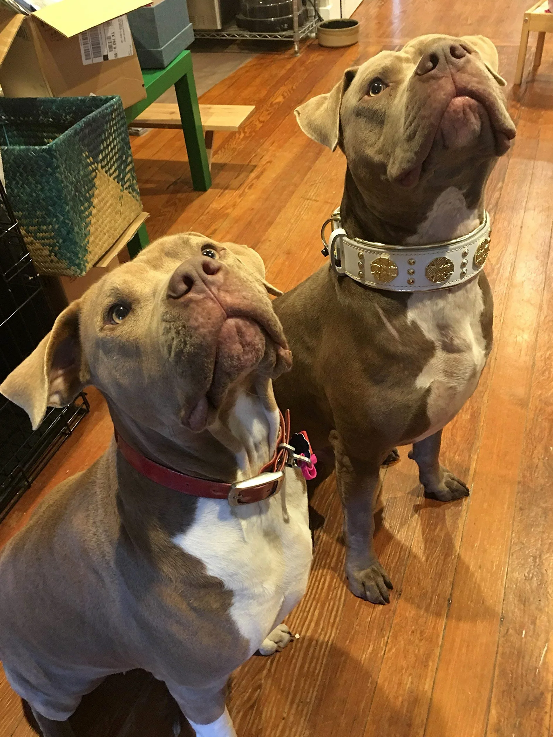 Bestia Maximus Collar de Perro de Piel auténtica, Razas Grandes | Talla M: se adapta a un cuello de 42,4 a 50 cm, 6,3 cm de ancho
