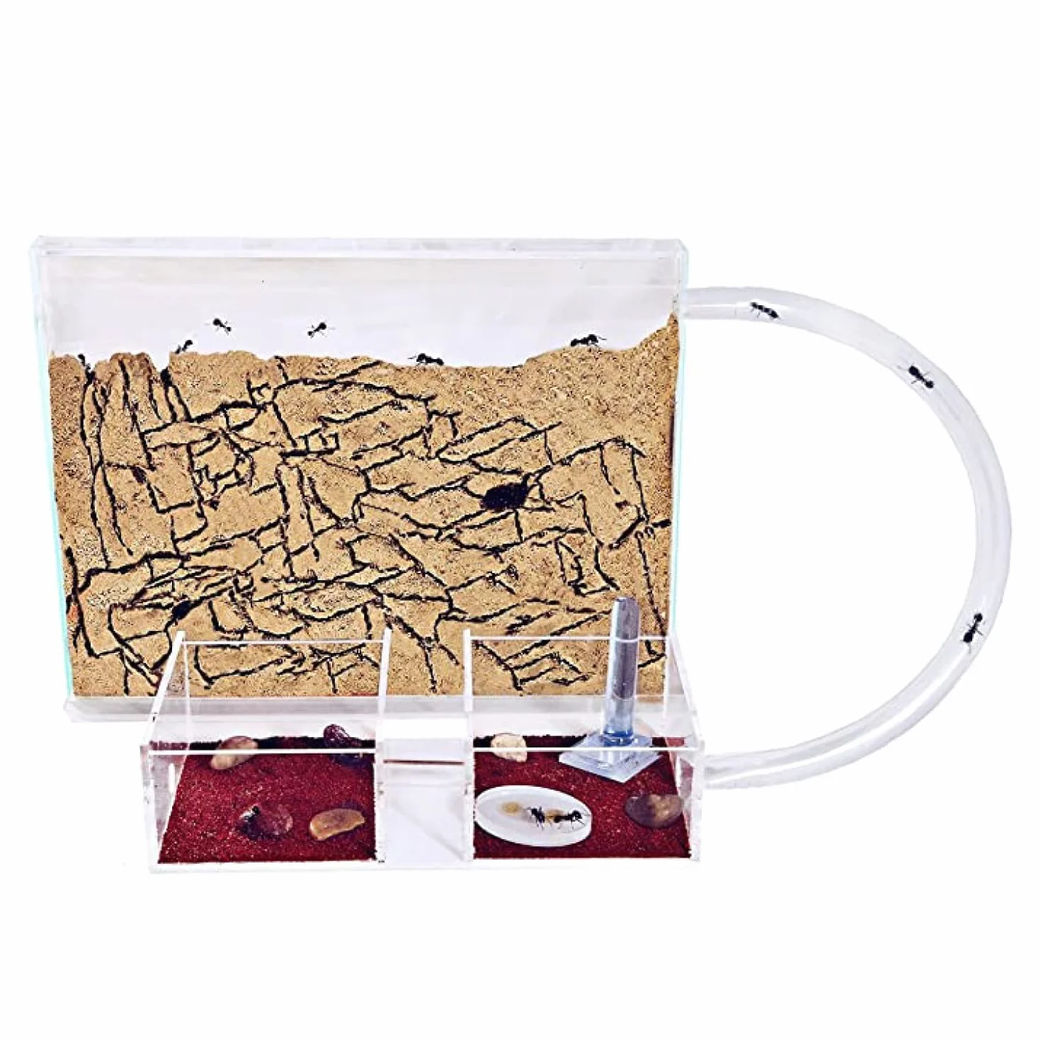 Anthouse.es - Hormiguero Natural de Arena - Kit Medium Hormiguero Acrílico (Sándwich + Caja de Forrajeo) - Granja de Hormigas con Colonia de Hormigas Incluida - 25x20x1,8 cm y 20x12x12 cm