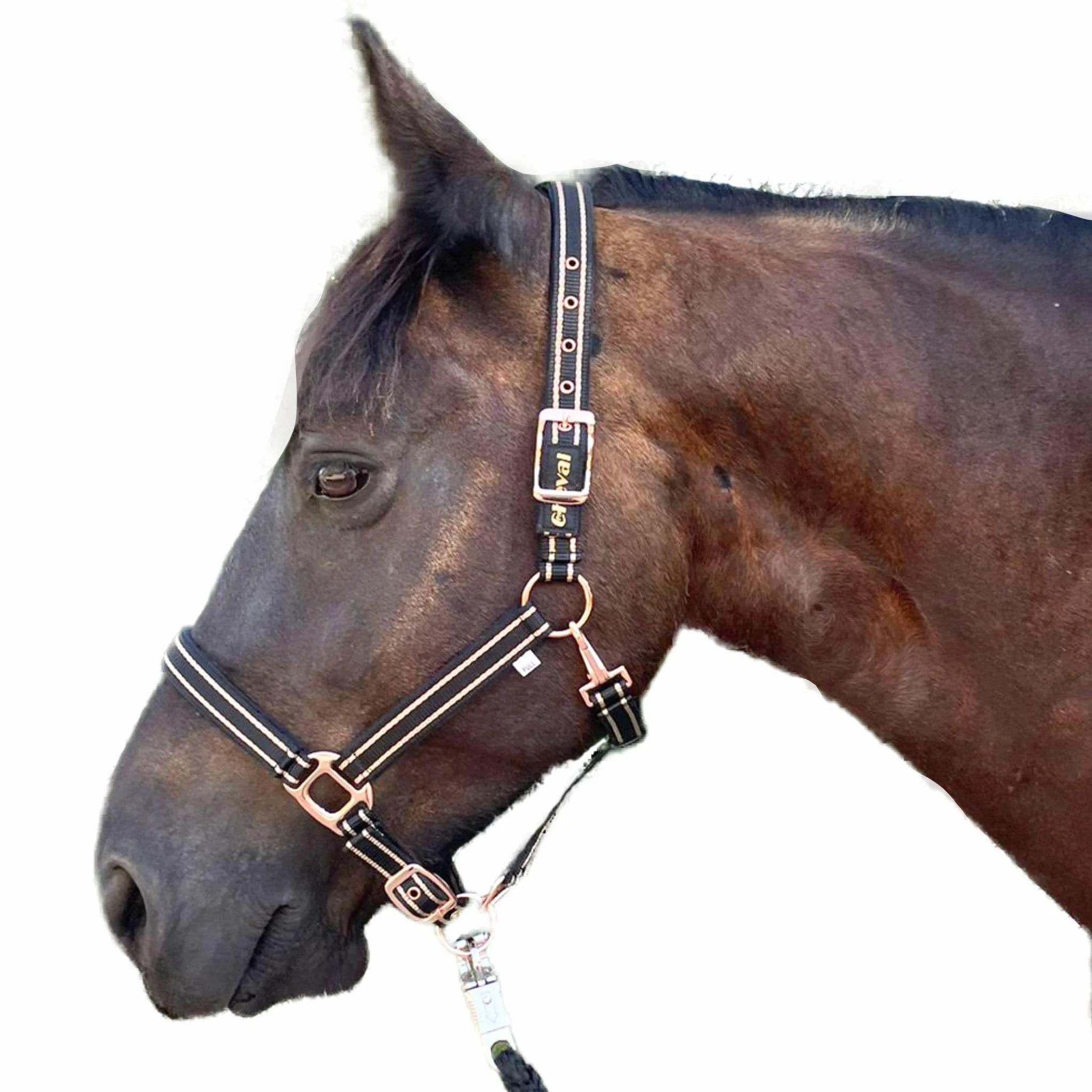 Cabestro para caballos con brillo en color oro rosa, cabestro para caballos en negro y rosa, ajustable en 2 posiciones (Negro oro rosa con cuerda, sangre caliente (completo))