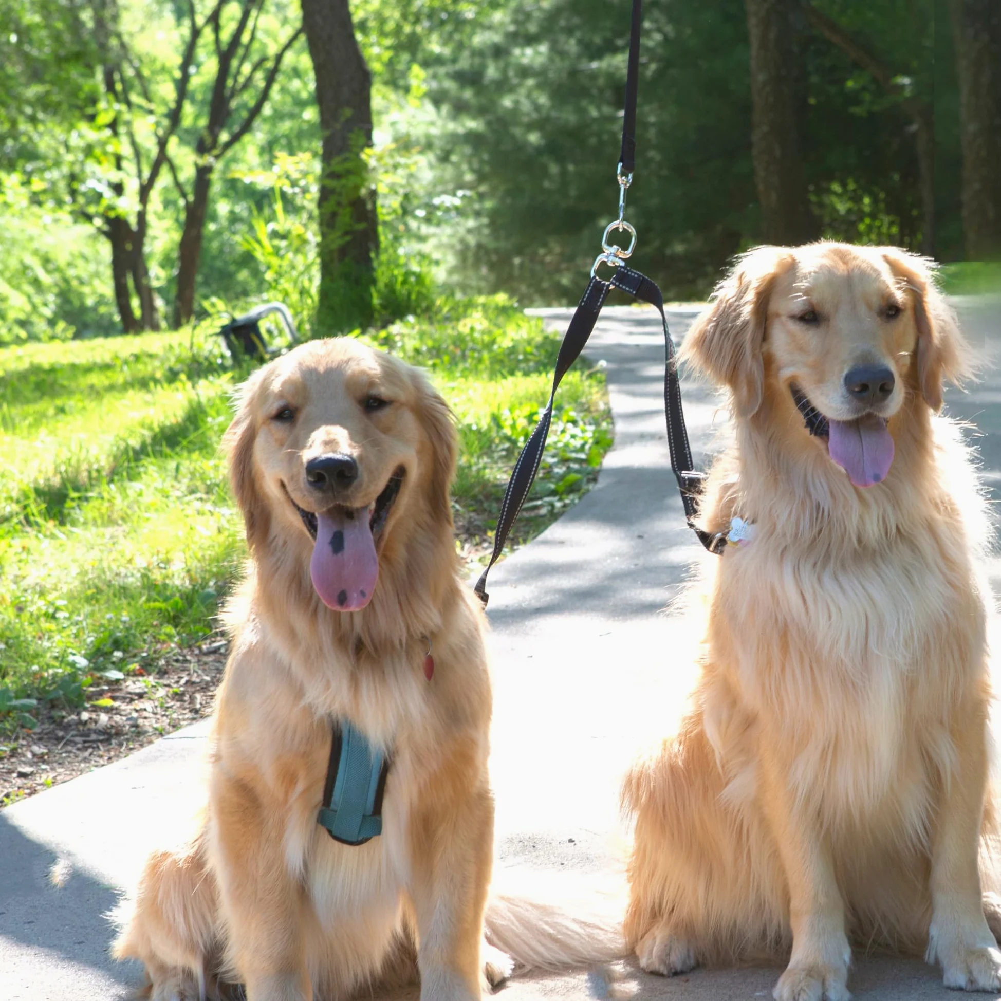 Caldwell's Pet Supply Co. No Perro enredo acoplador Correa de Perro, Perro Doble de Walker - Trainer Correa - Dos Perros Divisor Ajustable Resultado: 1 X 11-20 Pulgadas