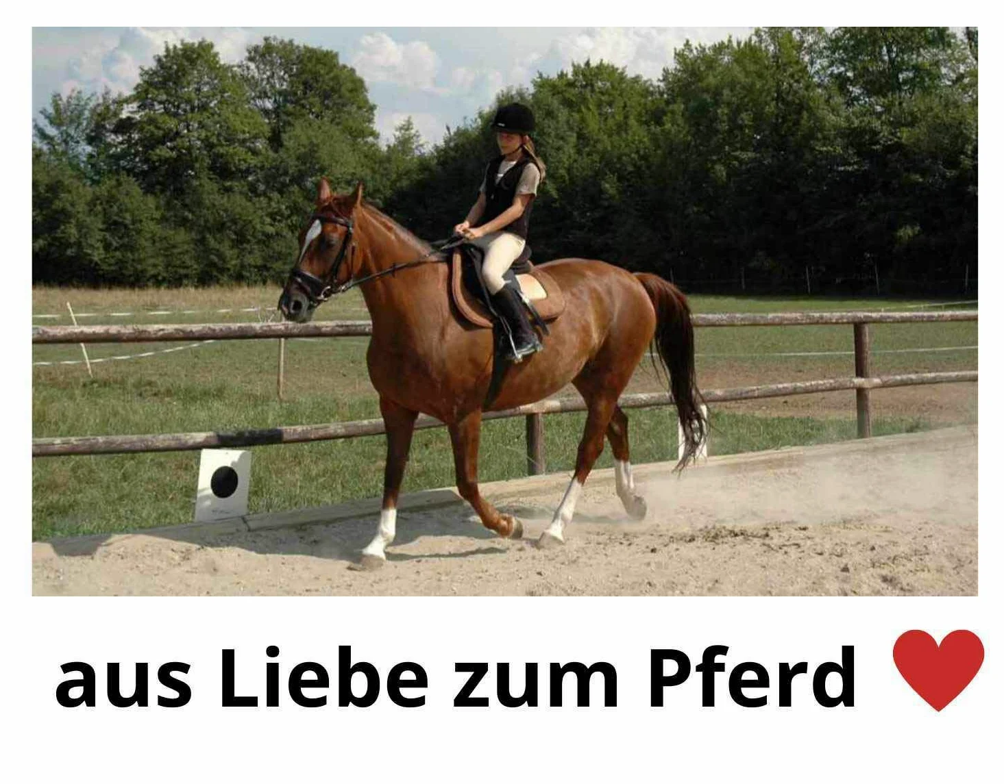 Sillín correa | corta Butterfly Longitud 60 cm| – Cinturón antirozaduras Rainer transpirable Memo Foam antideslizante suave acolchado negro Top calidad | Dressage Saddle Girth – Sliding – Breathable