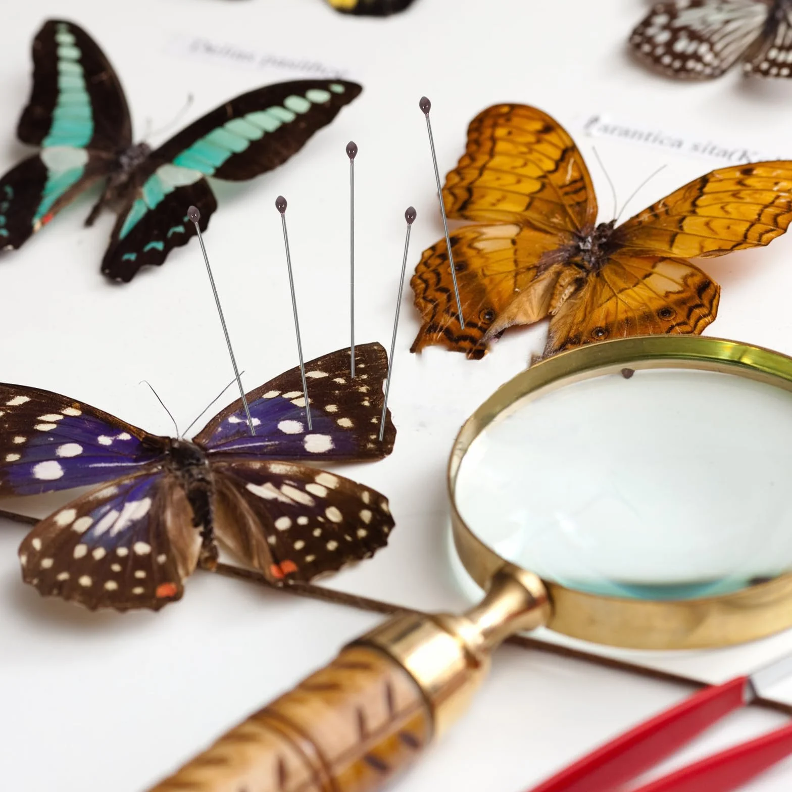 Juego de Alfileres de Fijación para Especímenes de Insectos de Acero Inoxidable Tamaño Nº 2 100 Unidades por Tubo Herramienta para Montaje y Exhibición en Entomología