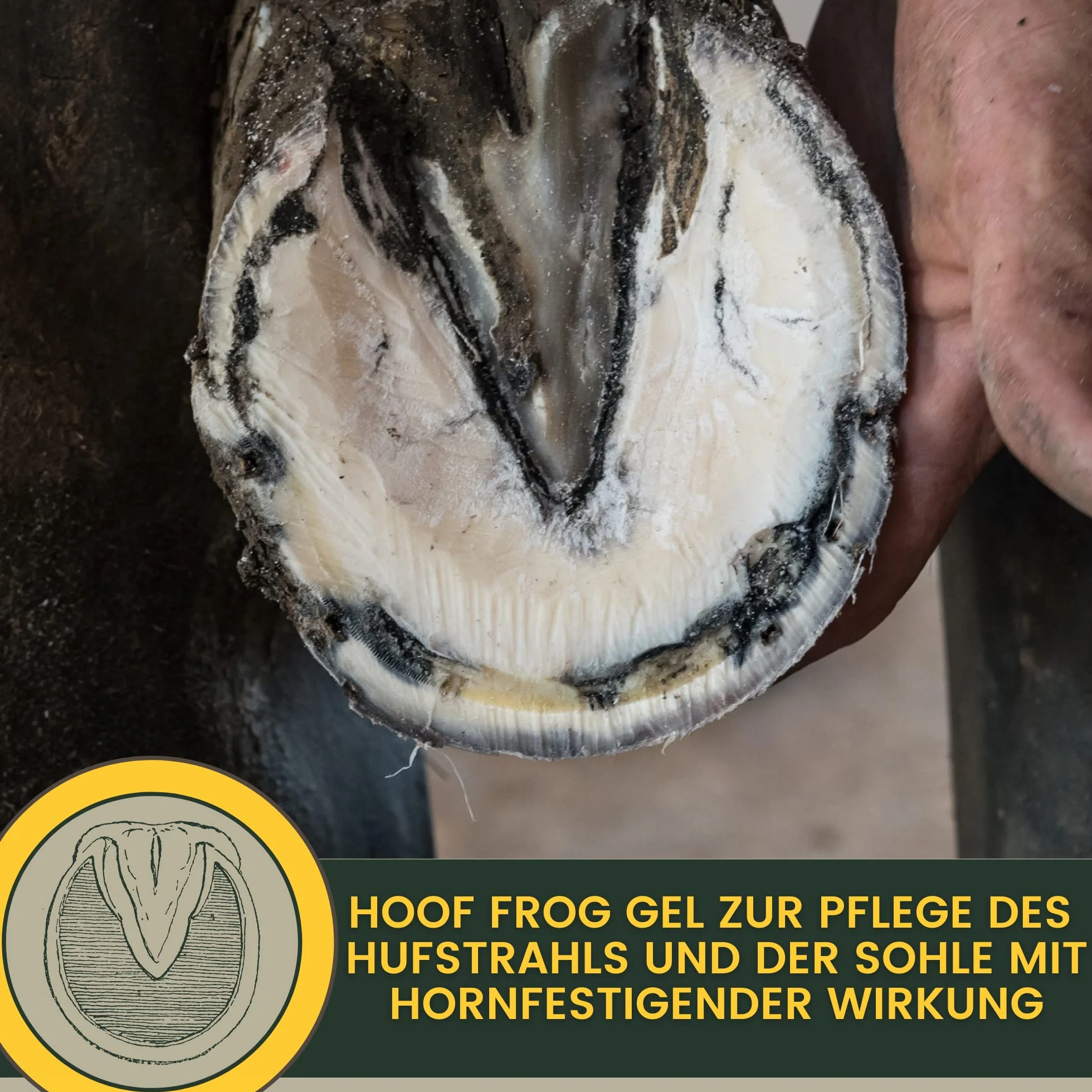 Cuidado de la rana para los caballos I Protección de la rana I Cuidado de los cascos I Casco, suela de la rana I Gel I Prevención de la podredumbre I Medios para proteger el cuerno de la rana 100ml